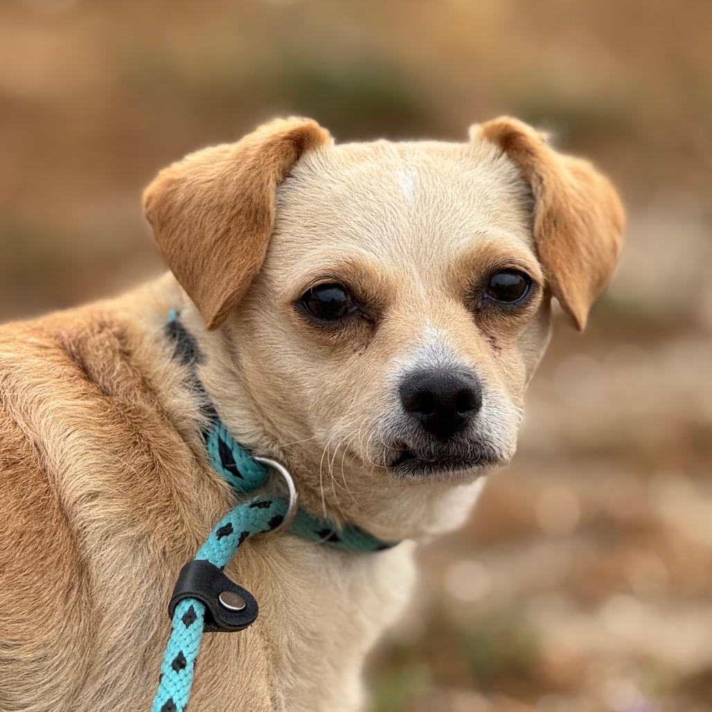 Enlarge Stevie, a Adoptable mixed breed in Santa Barbara, CA image 3/3