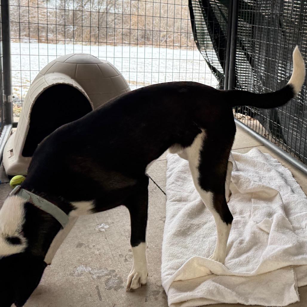 Toby, a Adoptable mixed breed in Cedaredge, CO image 1/4