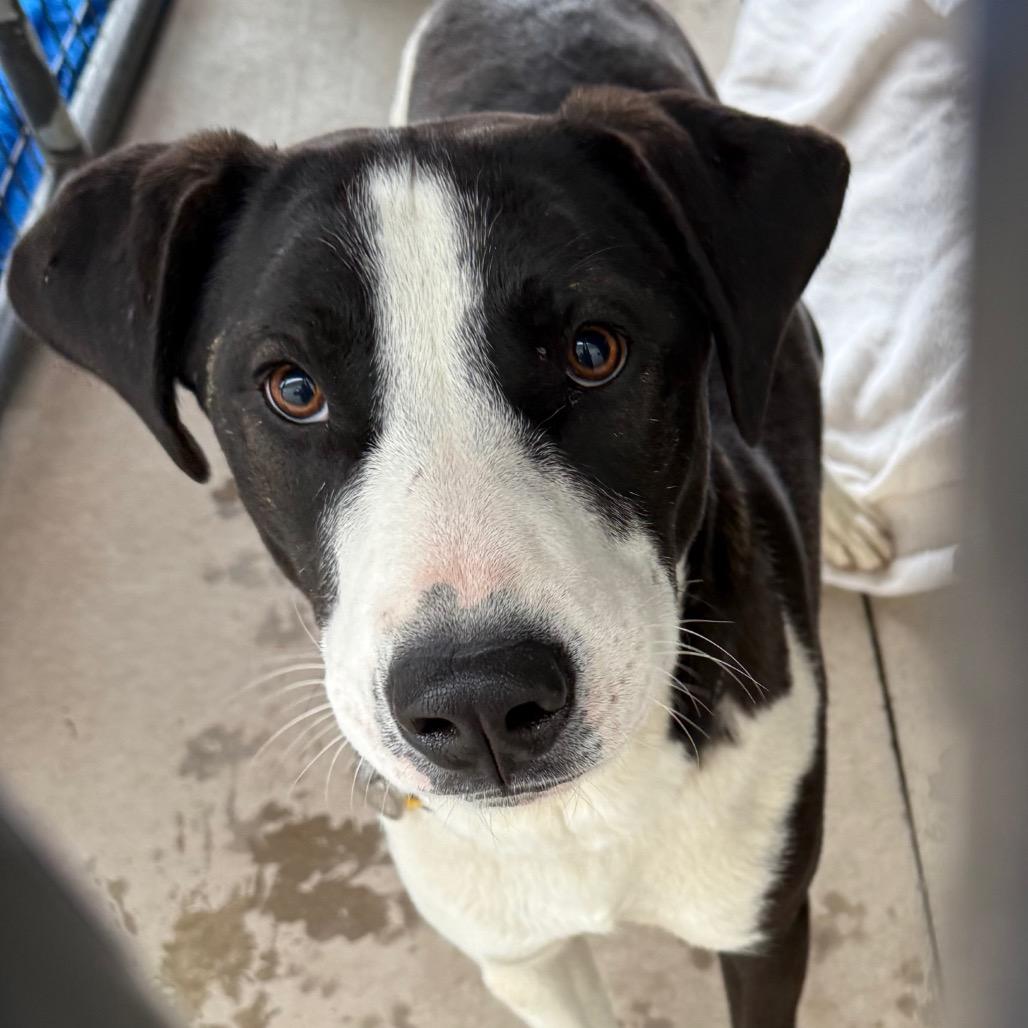 Toby, a Adoptable mixed breed in Cedaredge, CO image 2/4