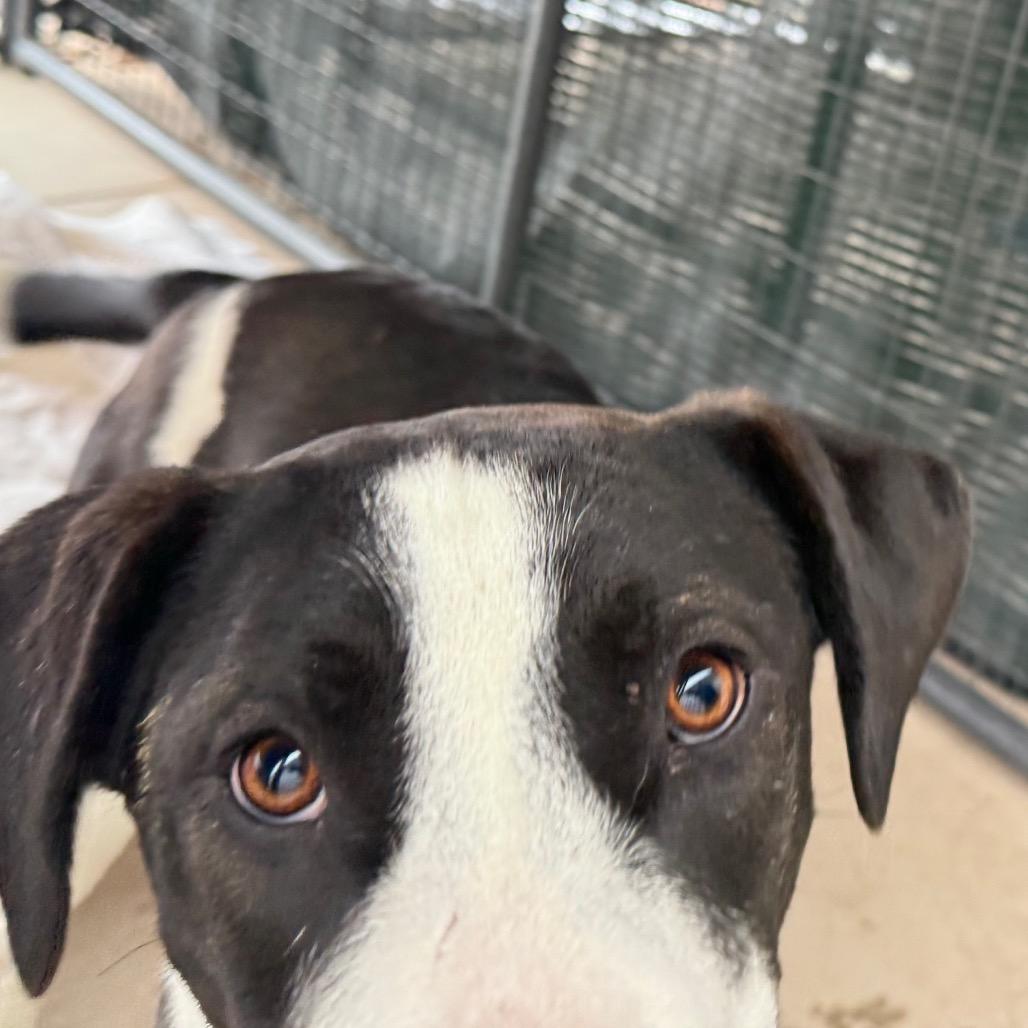 Toby, a Adoptable mixed breed in Cedaredge, CO image 3/4