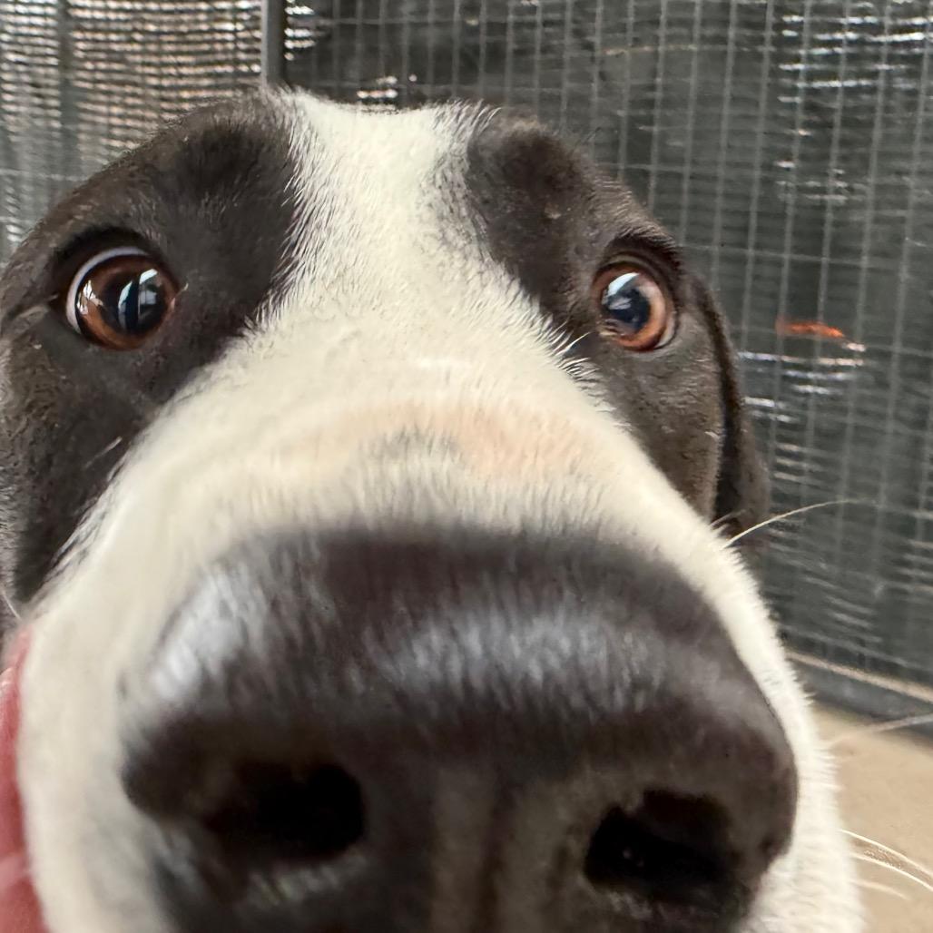 Toby, a Adoptable mixed breed in Cedaredge, CO image 4/4