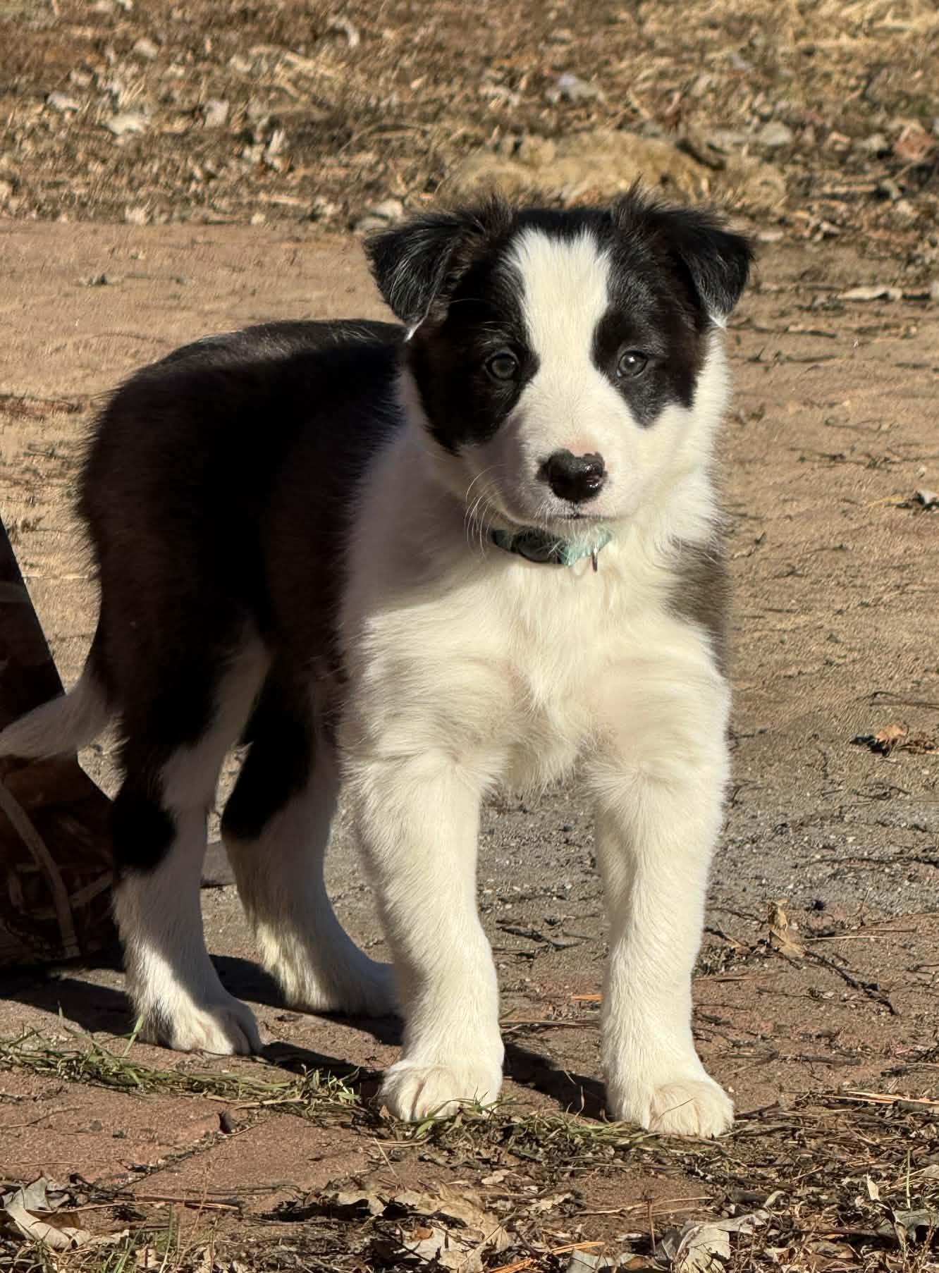 Spirit, Adoptable, Puppy Male Border Collie.