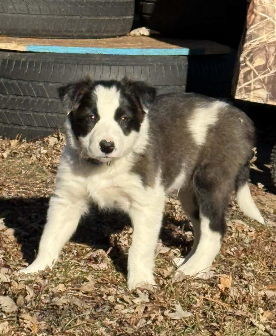 Enlarge Spirit, a Adoptable Border Collie in North Freedom, WI image 2/3