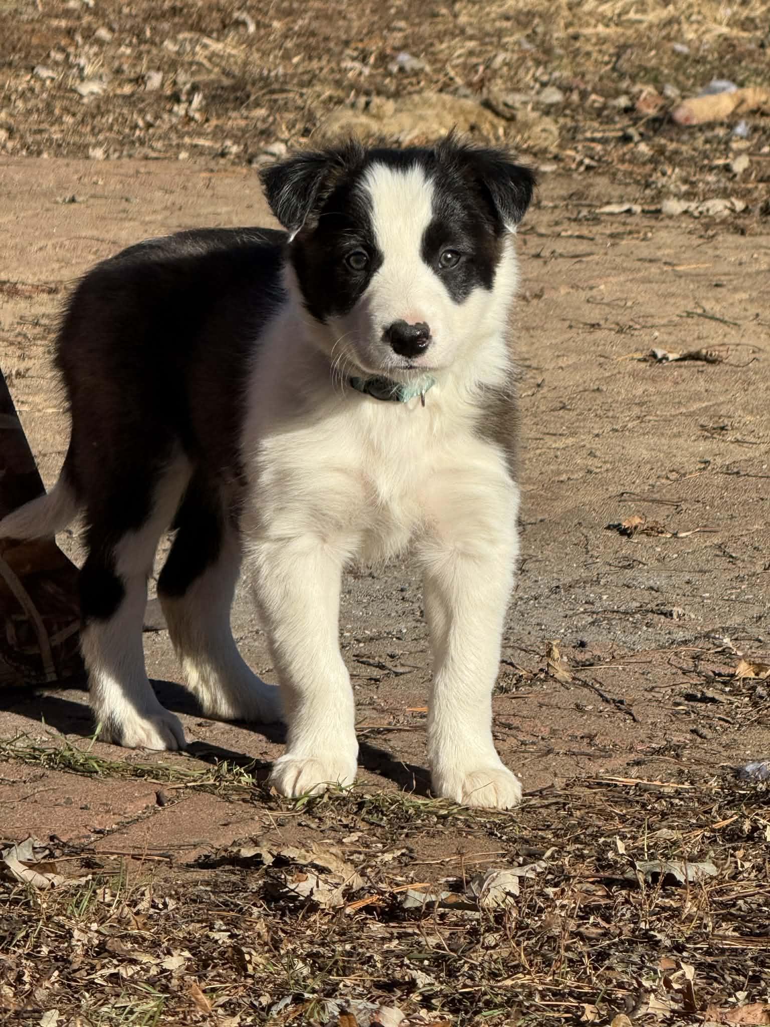 Enlarge Spirit, a Adoptable Border Collie in North Freedom, WI image 3/3
