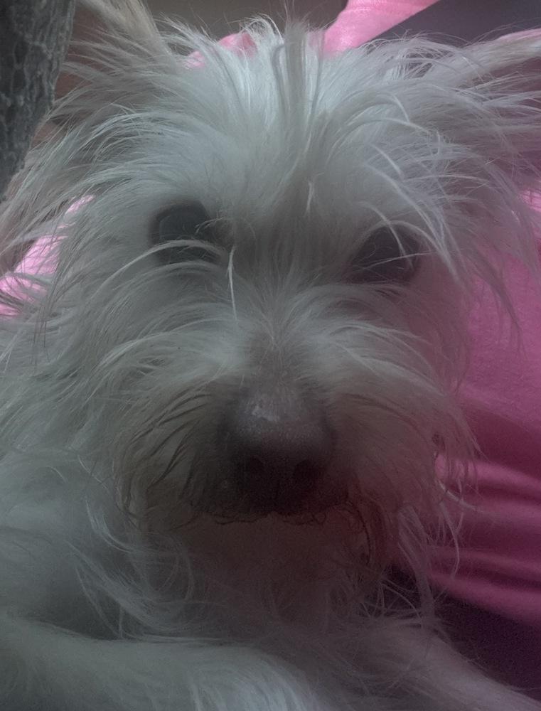 Bibby, Adoptable, Adult Female Yorkshire Terrier.