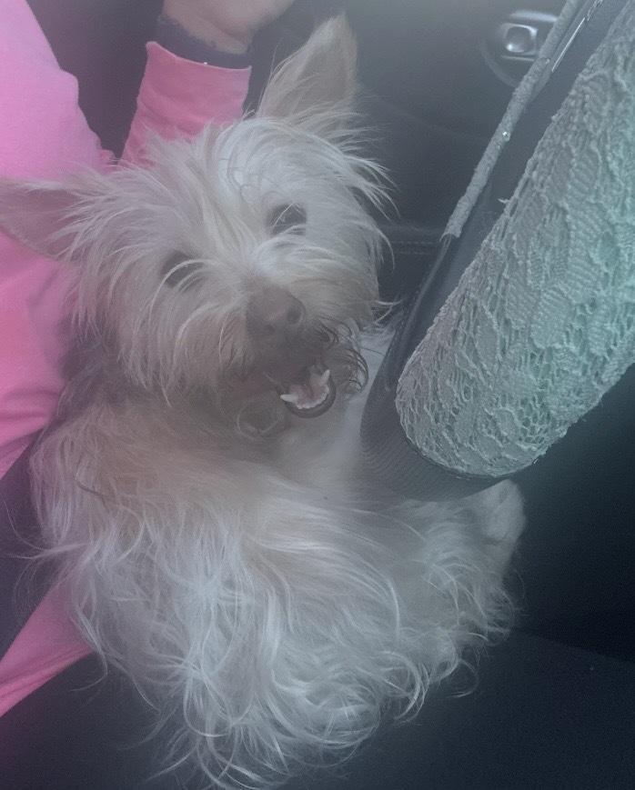 Enlarge Bibby, a Adoptable mixed breed in Cedartown, GA image 2/3