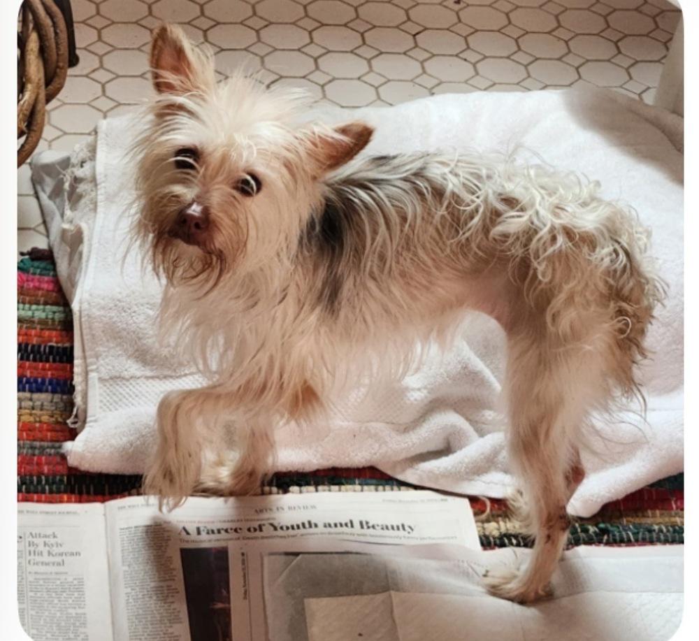 Enlarge Bibby, a Adoptable mixed breed in Cedartown, GA image 3/3