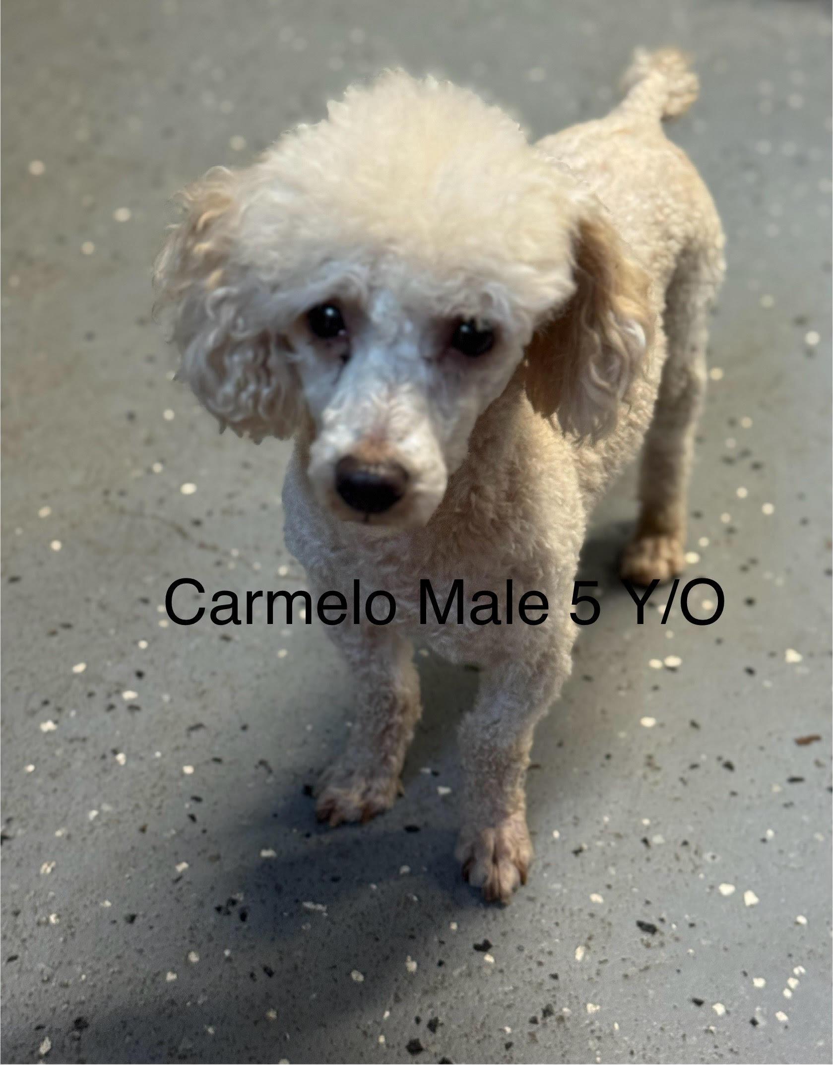 Carmello, ADOPTABLE, Adult Male Poodle (Toy).