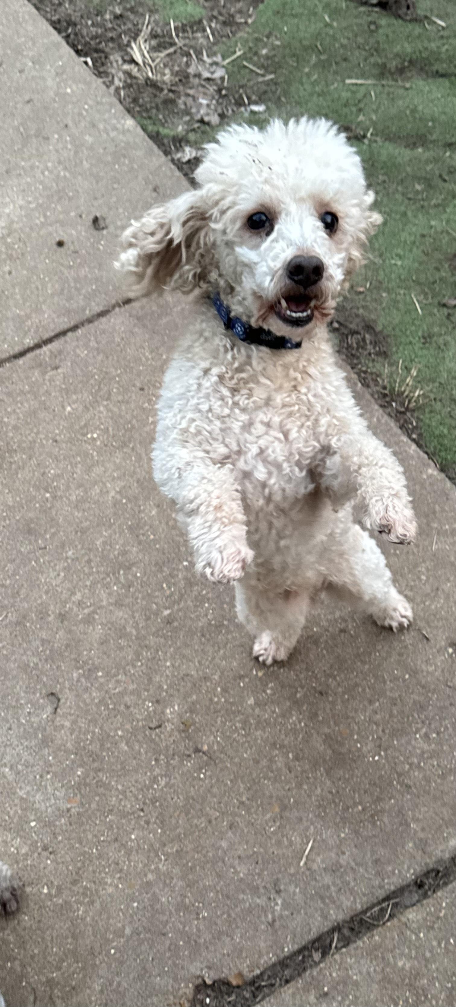 Enlarge Carmello, a ADOPTABLE Poodle (Toy) in Arnold, MO image 2/3