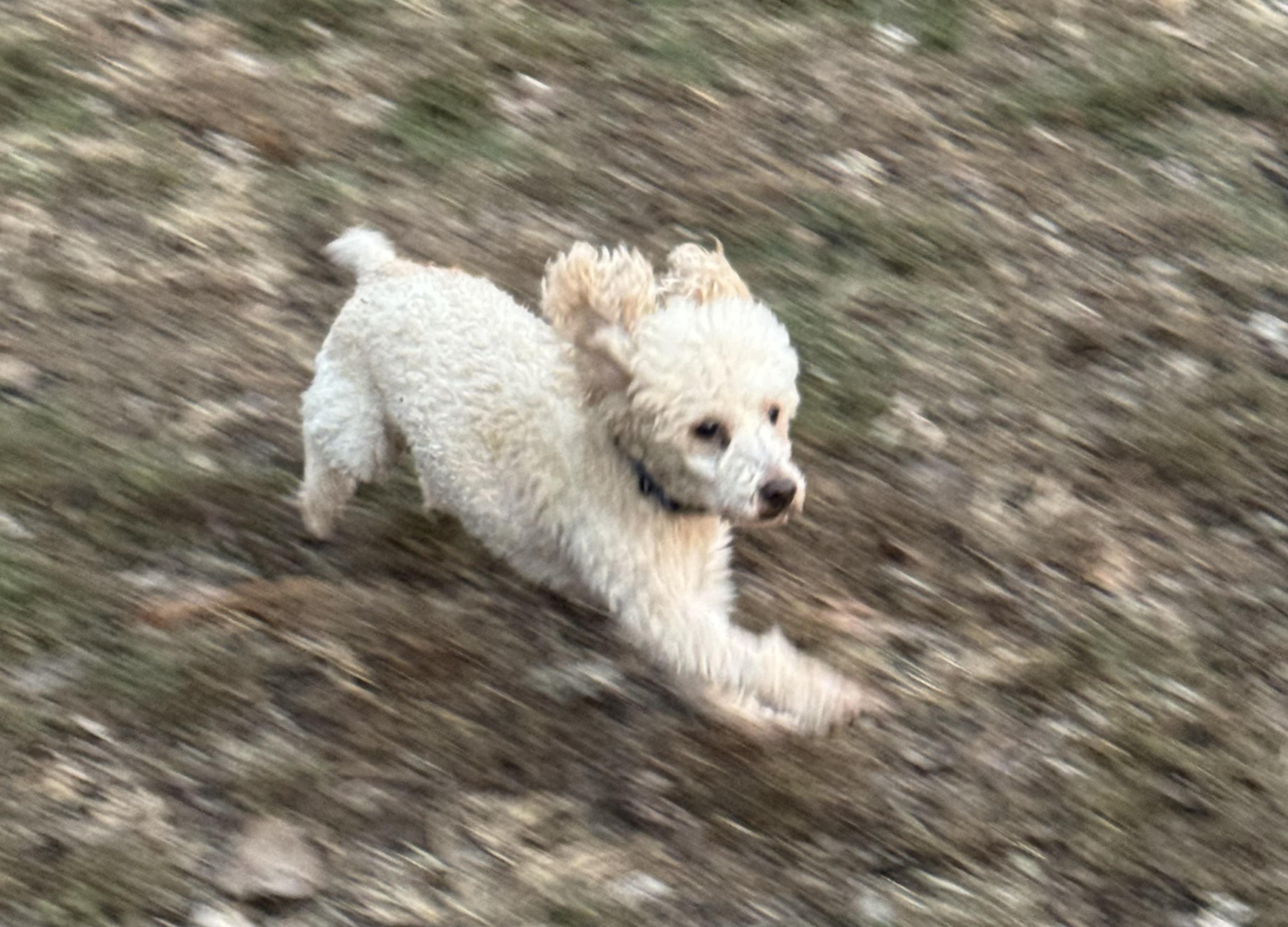 Enlarge Carmello, a ADOPTABLE Poodle (Toy) in Arnold, MO image 3/3