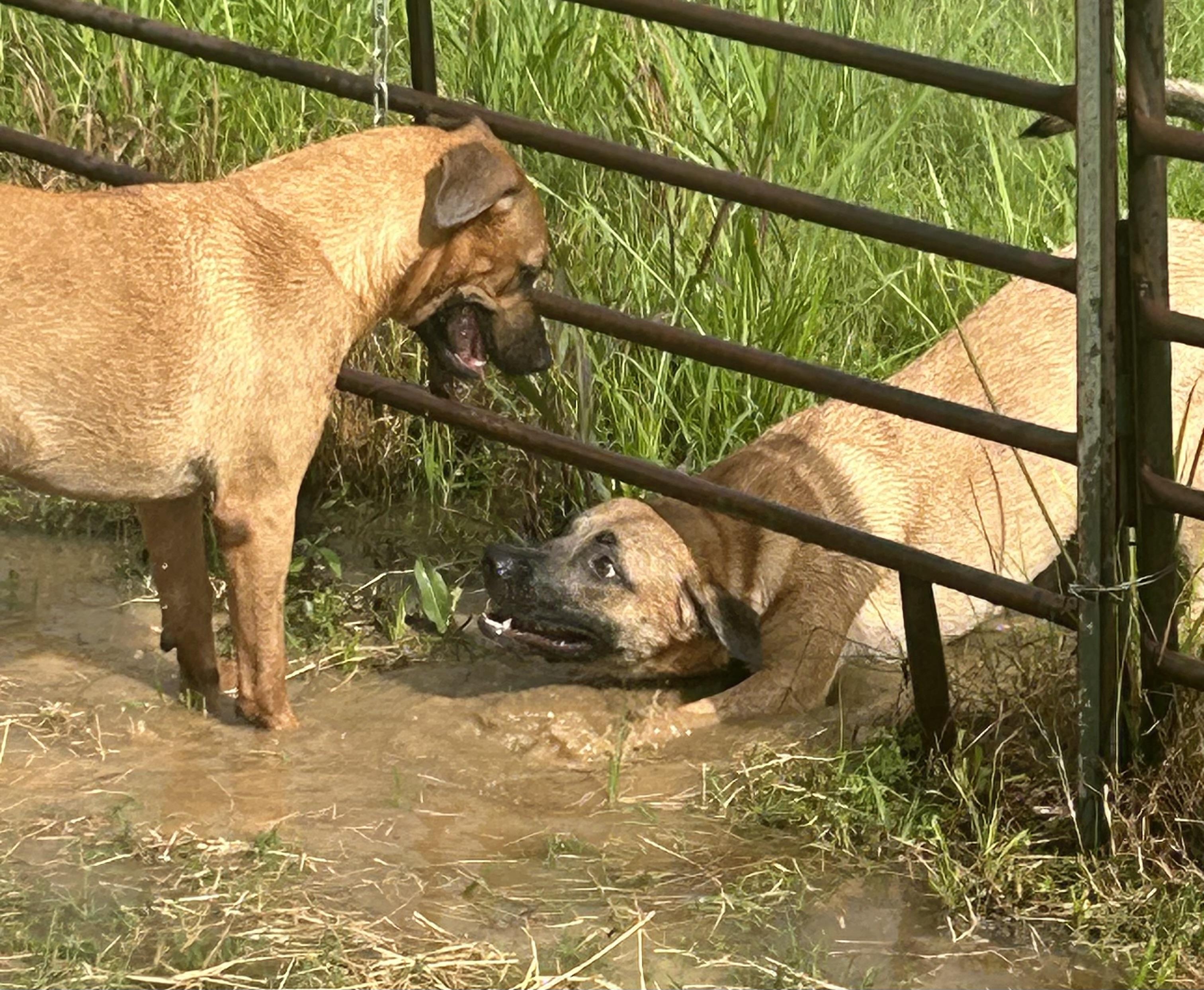 Enlarge Louie, a Adoptable mixed breed in Cypress, TX image 1/5