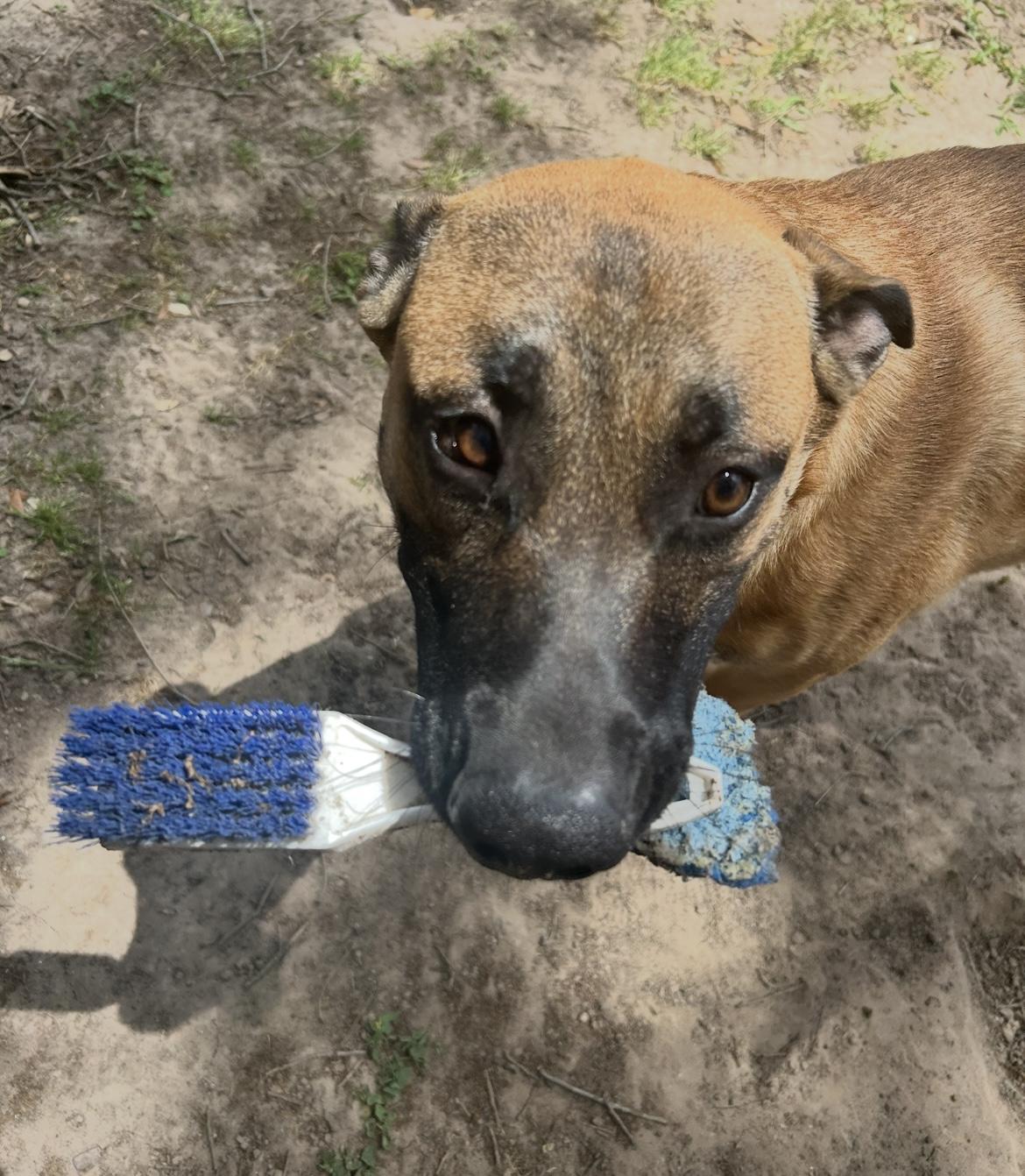 Enlarge Louie, a Adoptable mixed breed in Cypress, TX image 2/5