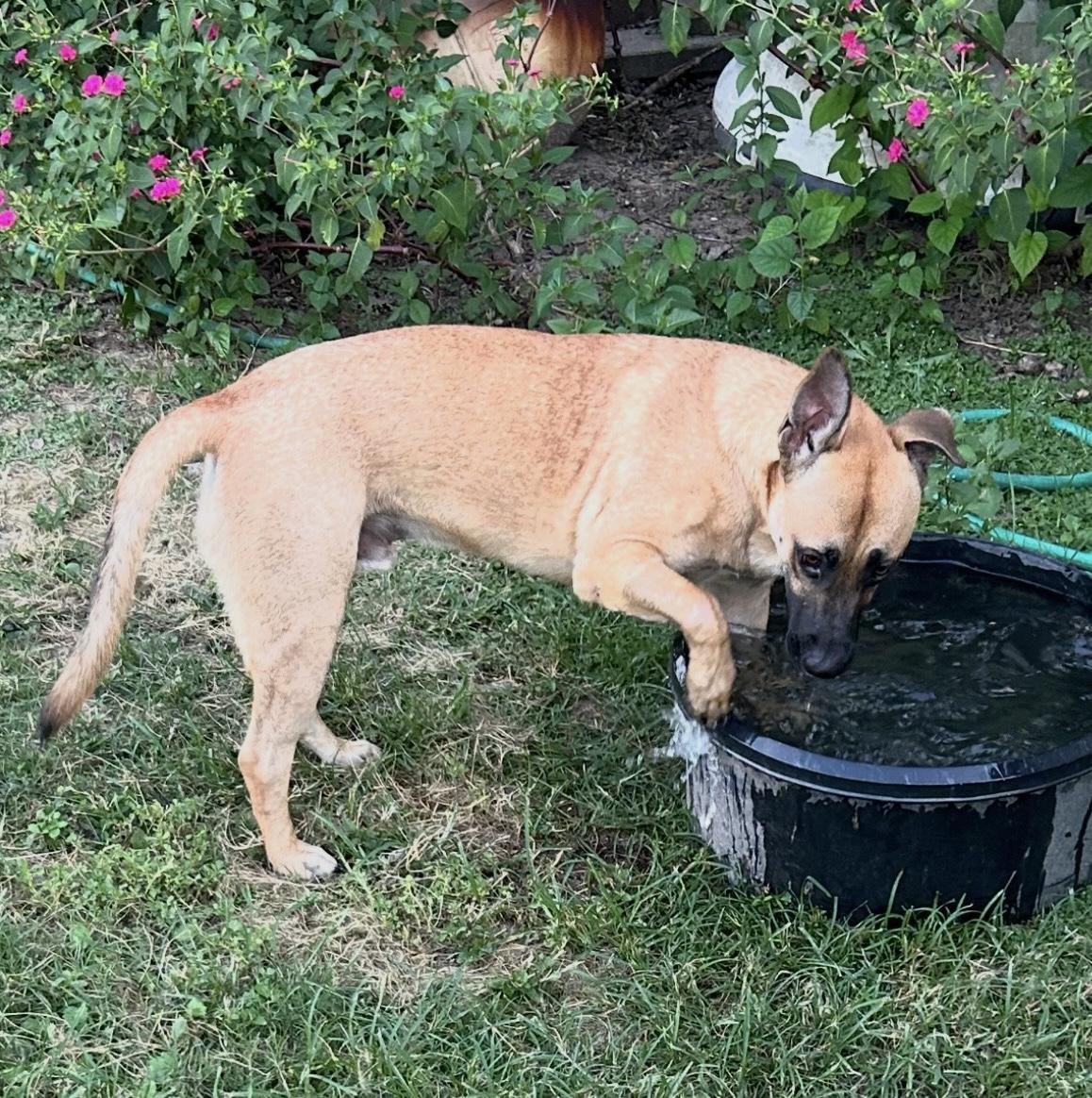 Enlarge Louie, a Adoptable mixed breed in Cypress, TX image 3/5