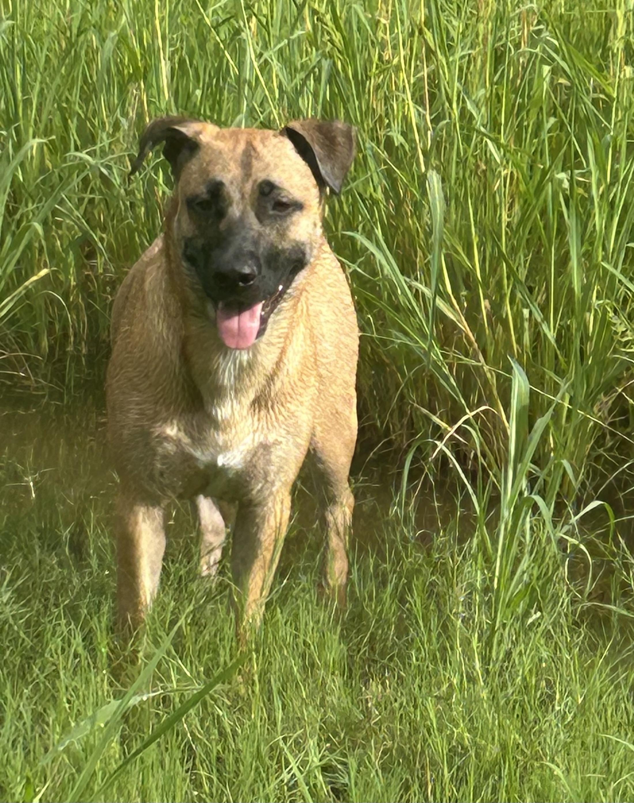 Enlarge Louie, a Adoptable mixed breed in Cypress, TX image 5/5