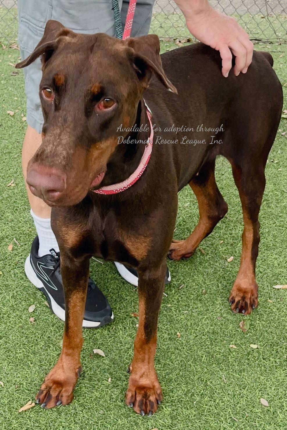 Roxy 3408, Adopted, Young Female Doberman Pinscher.