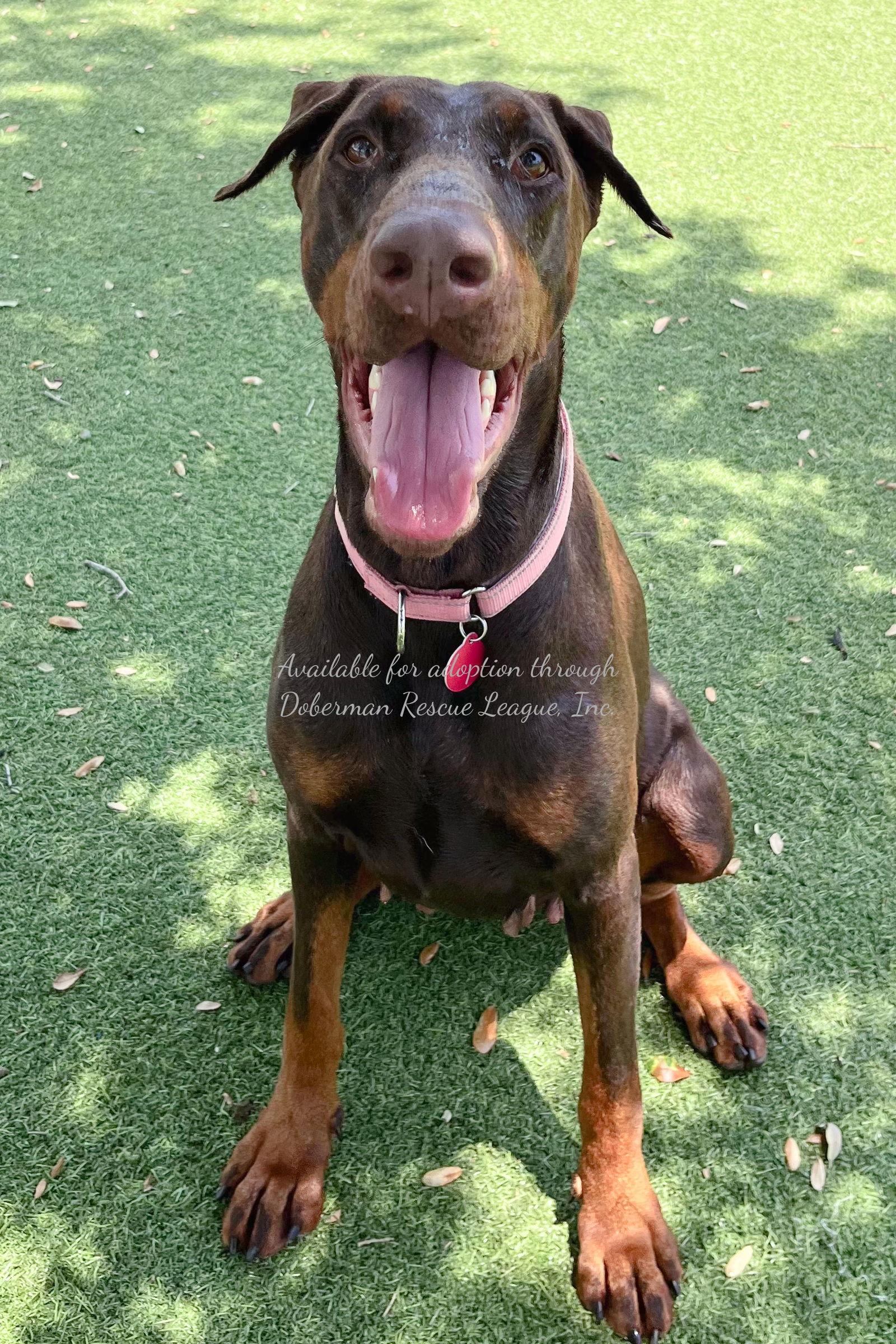 Roxy 3408, a Adopted Doberman Pinscher in Oakland Park, FL image 2/3