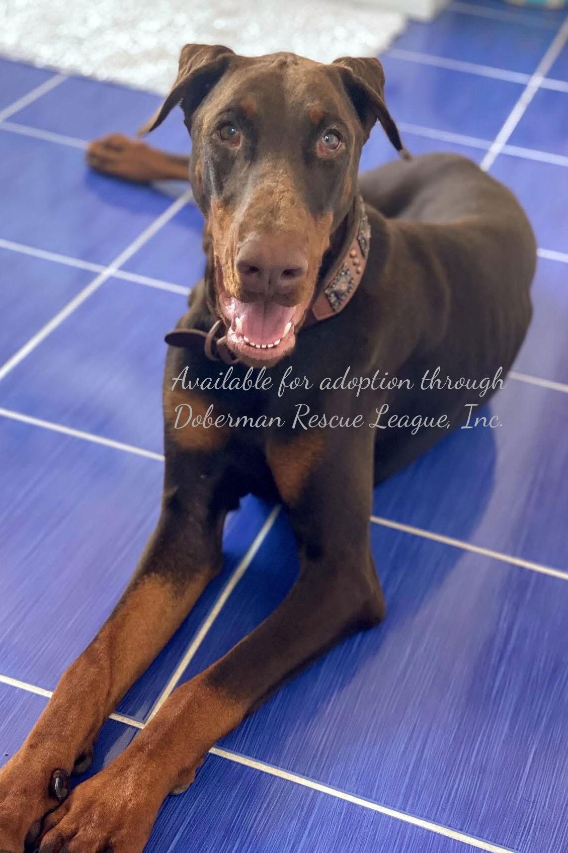 Roxy 3408, a Adopted Doberman Pinscher in Oakland Park, FL image 3/3