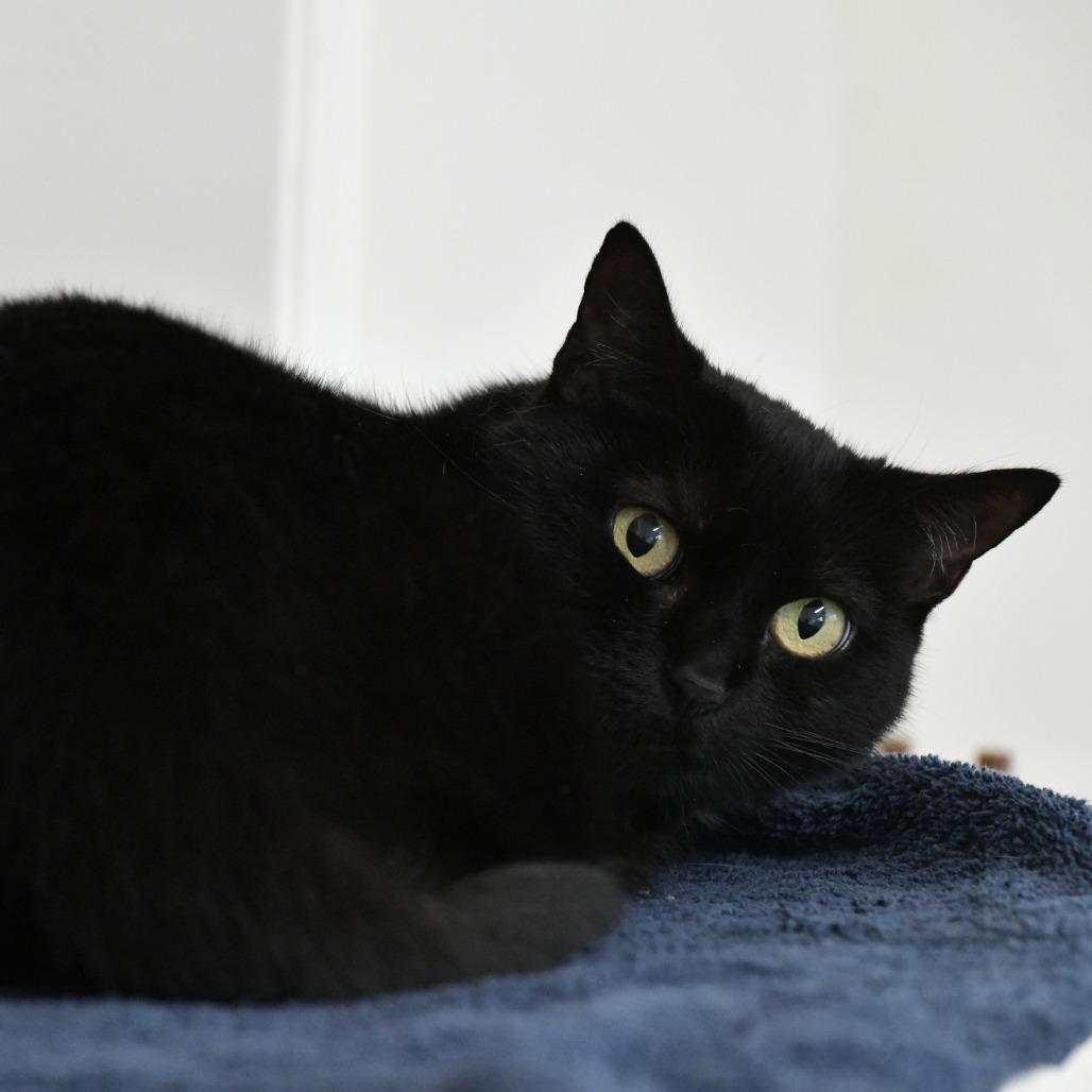 Enlarge Hannah, a Adoptable Domestic Short Hair in Chilliwack, BC image 1/1