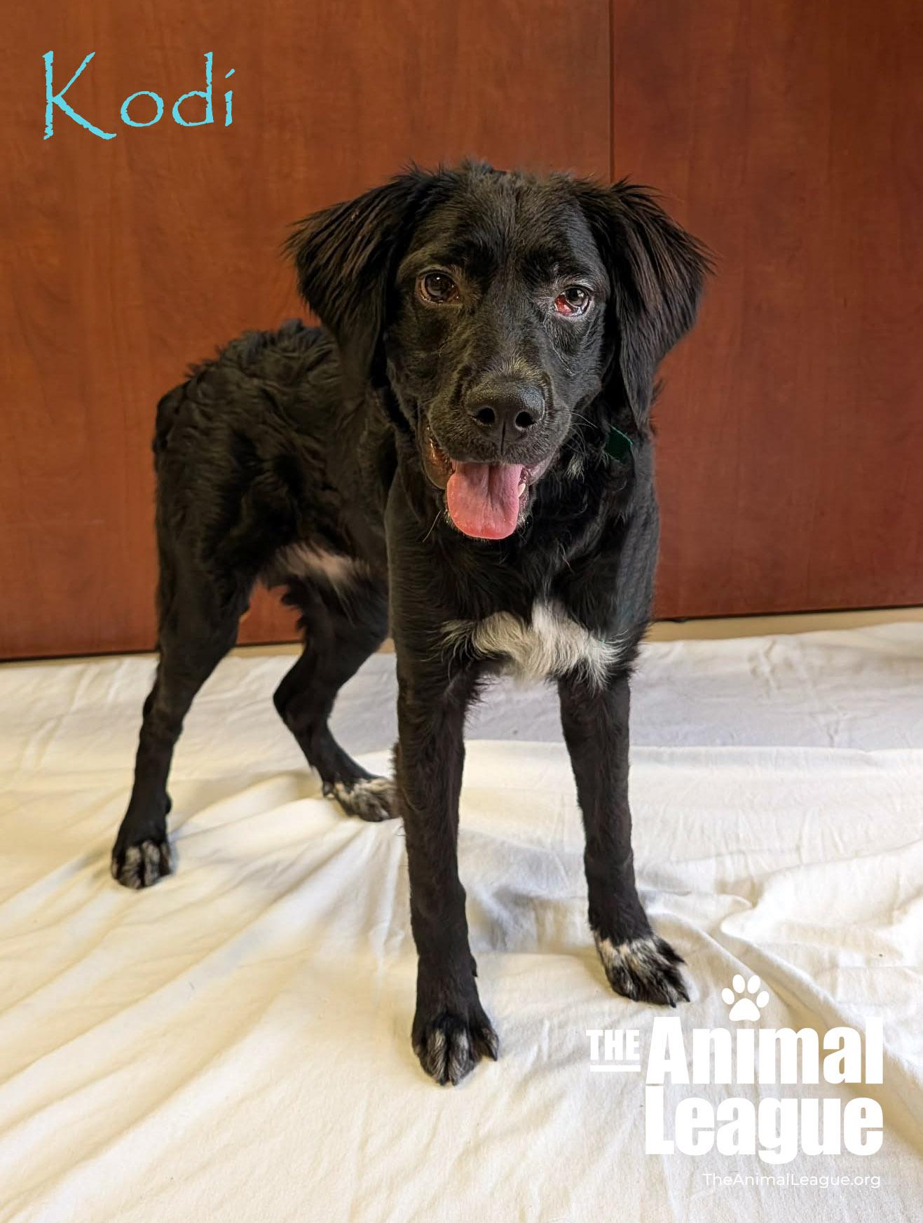 Kodi, an adopted mixed breed in Groveland, FL image 5/5
