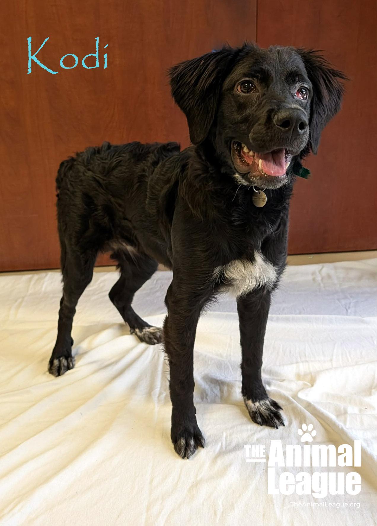Kodi, an adopted mixed breed in Groveland, FL image 2/5