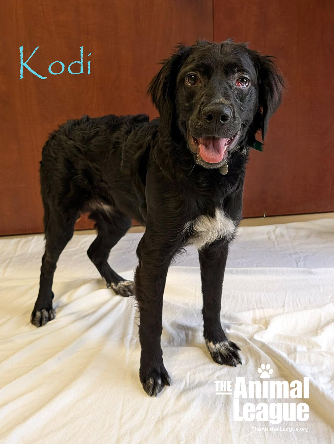 Kodi, an adopted mixed breed in Groveland, FL image 3/5
