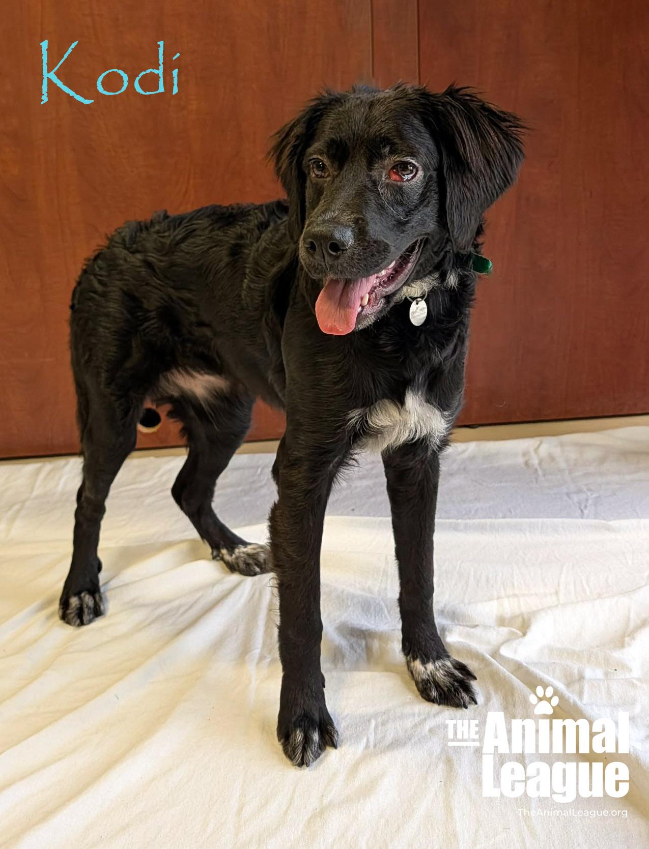 Kodi, an adopted mixed breed in Groveland, FL image 4/5