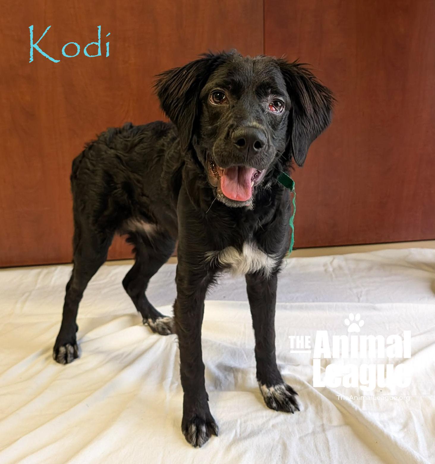 Kodi, an adopted mixed breed in Groveland, FL image 1/5