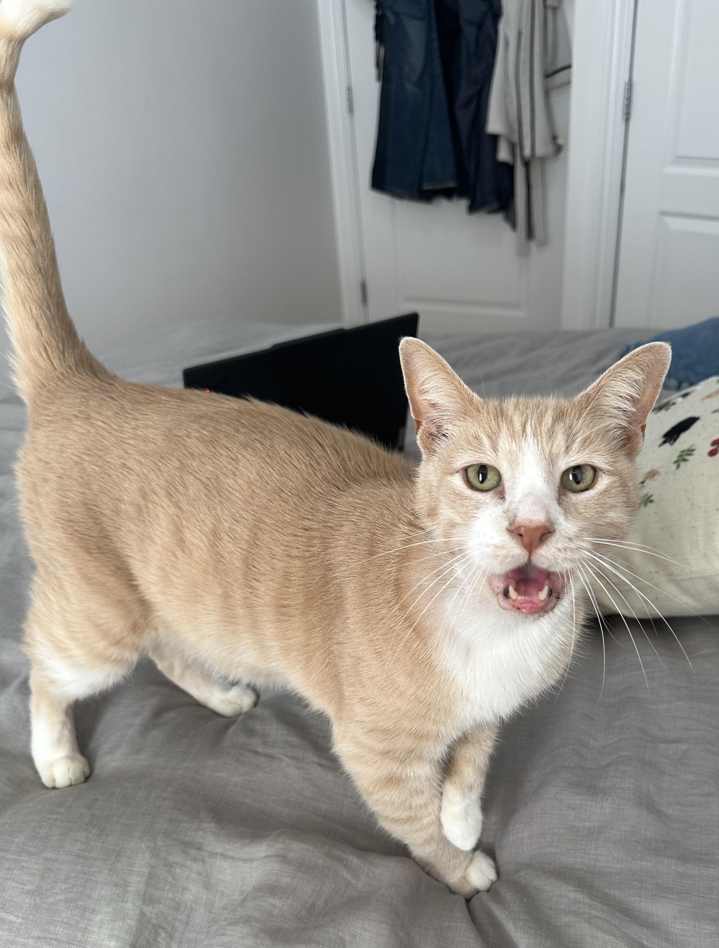 Enlarge Biscuit Snacks, a Adoptable Domestic Short Hair in Groveland, MA image 5/6