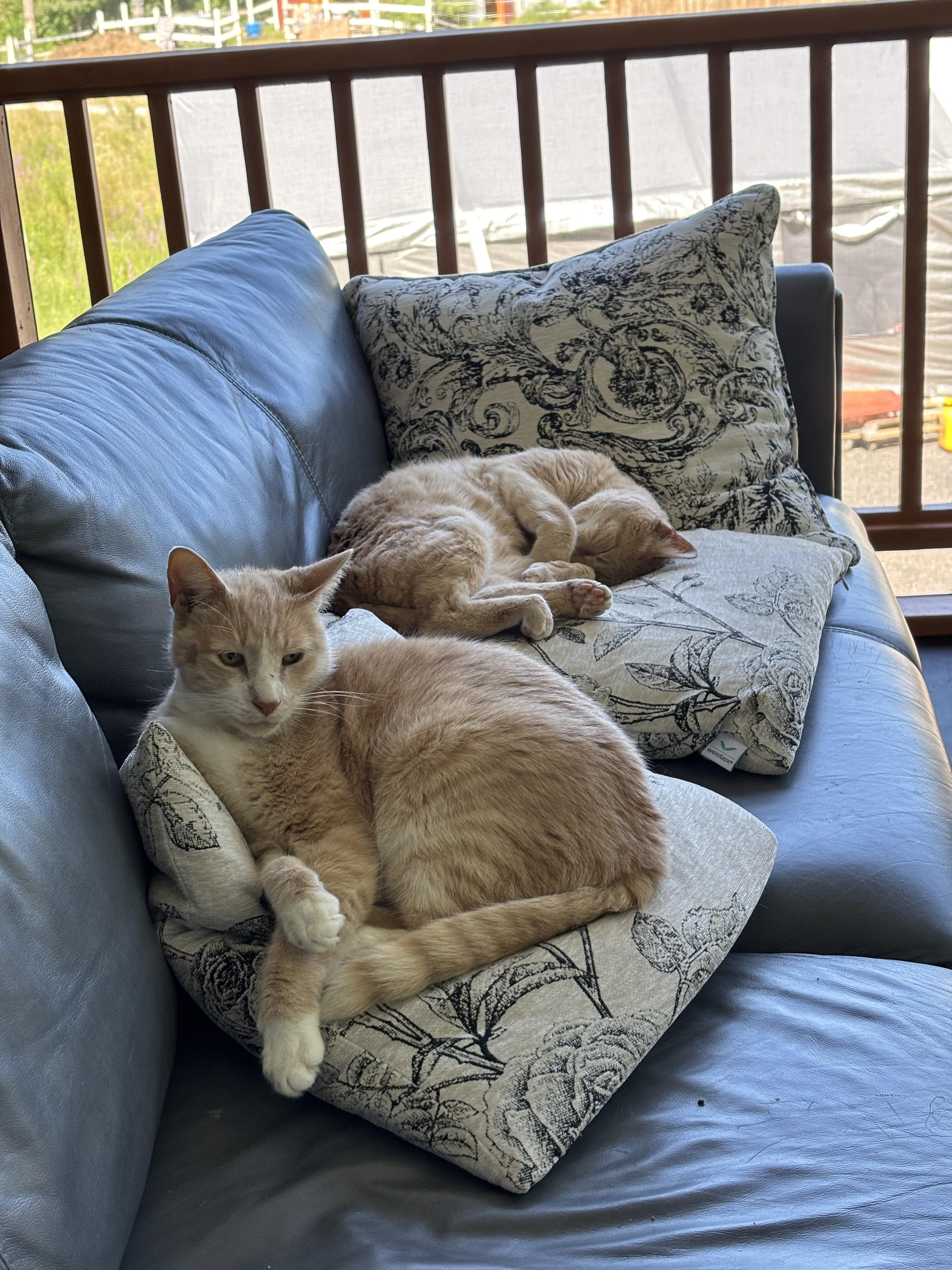 Enlarge Biscuit Snacks, a Adoptable Domestic Short Hair in Groveland, MA image 2/6