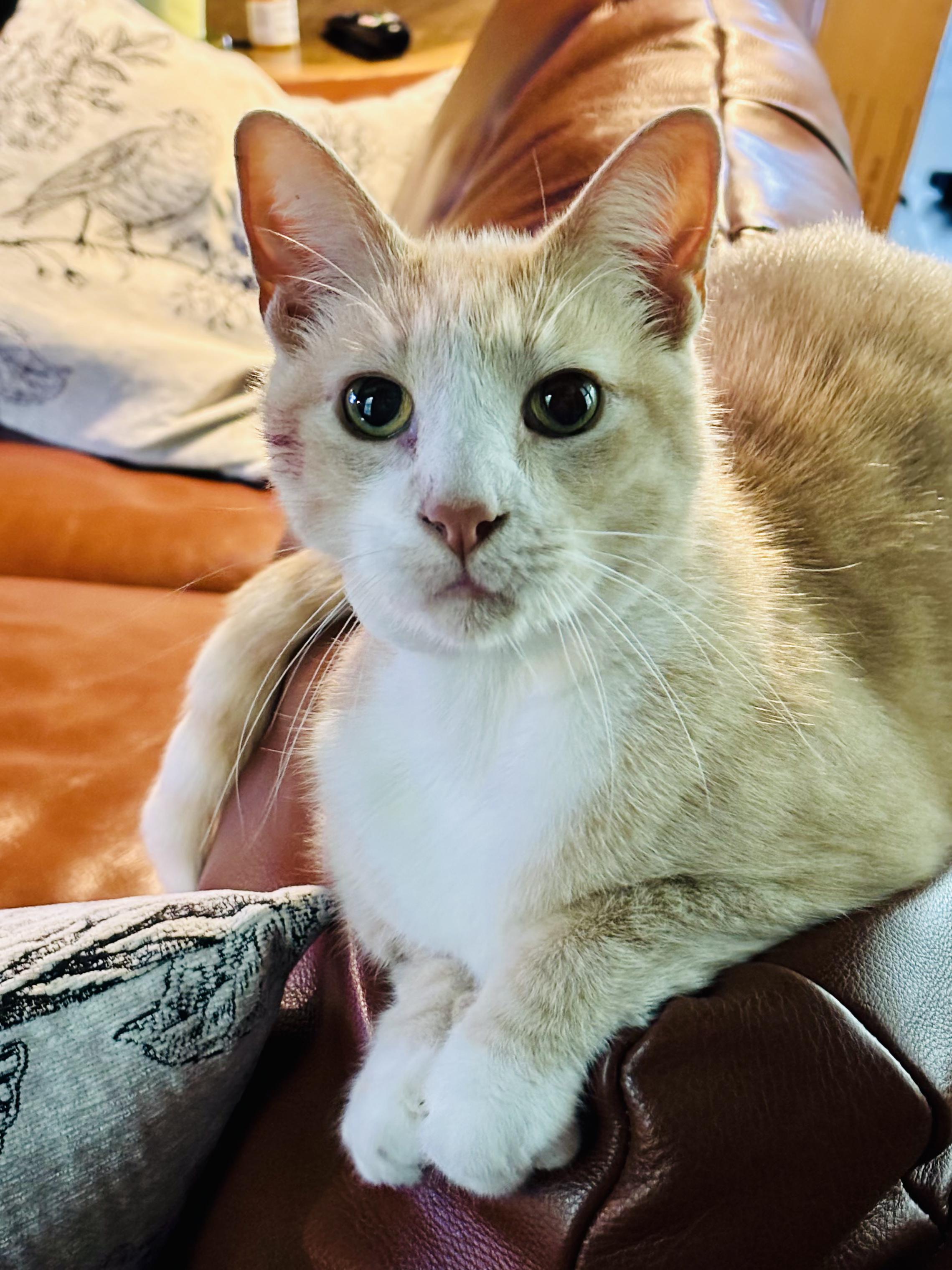 Enlarge Biscuit Snacks, a Adoptable Domestic Short Hair in Groveland, MA image 1/6