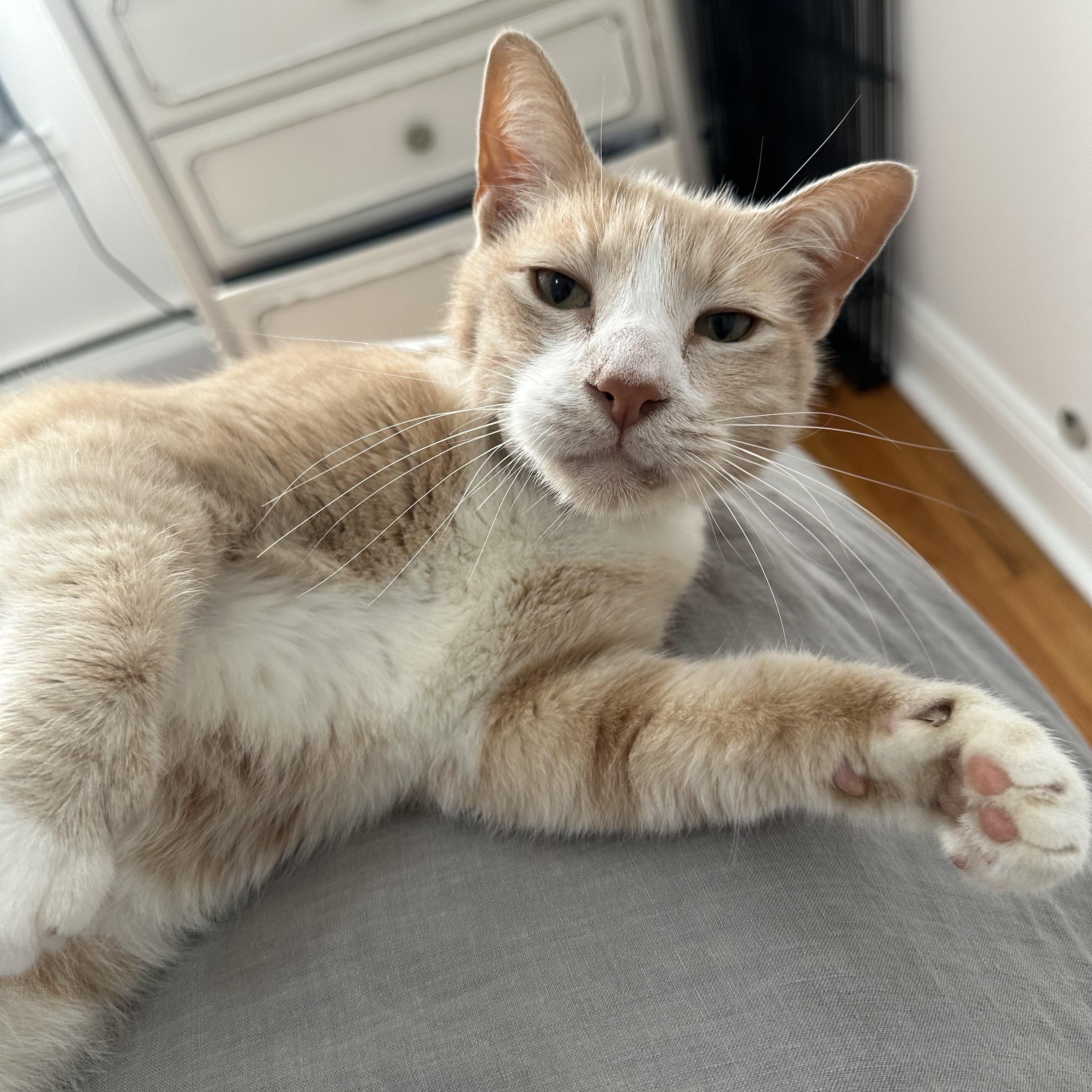 Enlarge Biscuit Snacks, a Adoptable Domestic Short Hair in Groveland, MA image 3/6