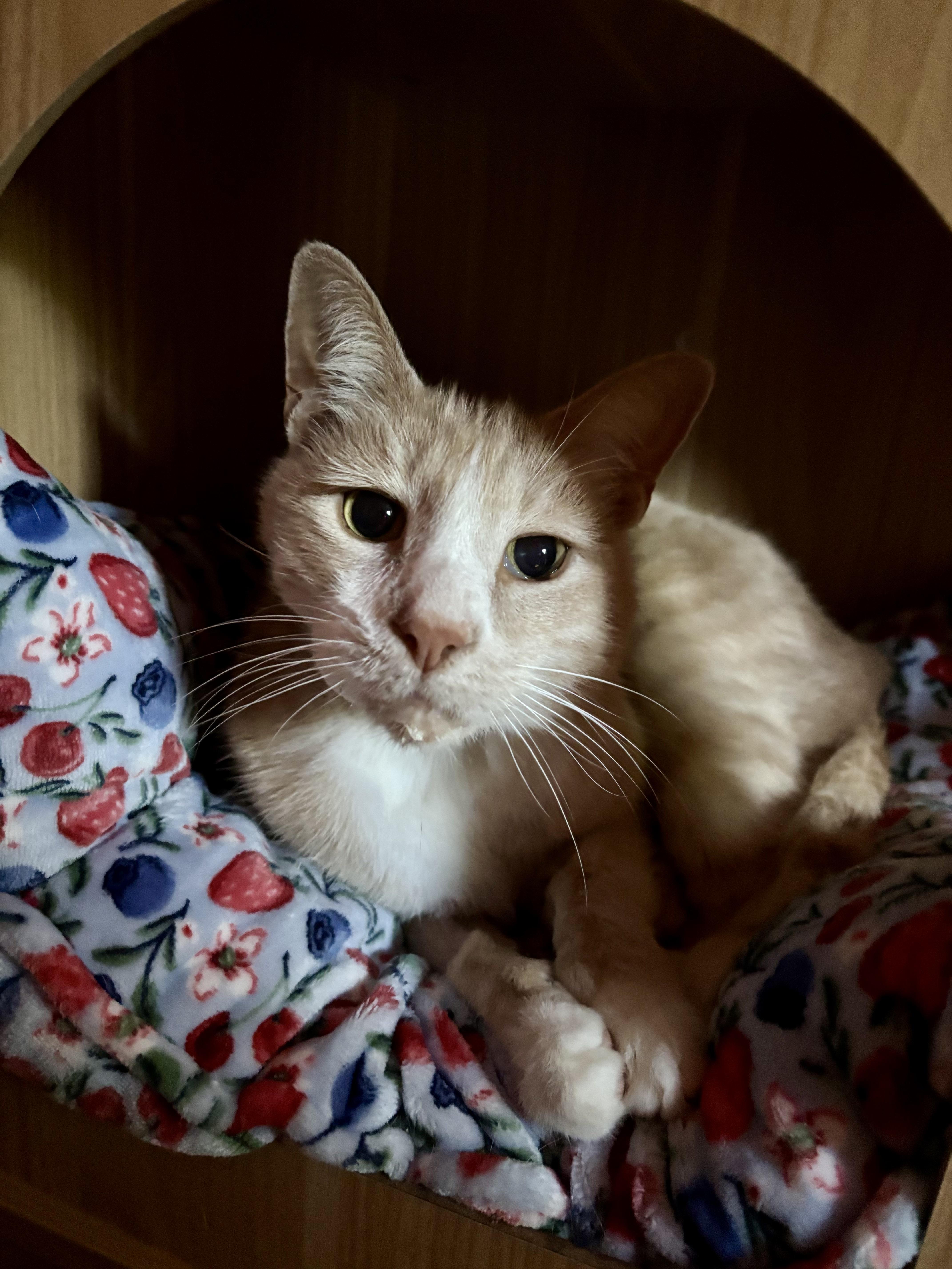 Enlarge Biscuit Snacks, a Adoptable Domestic Short Hair in Groveland, MA image 4/6
