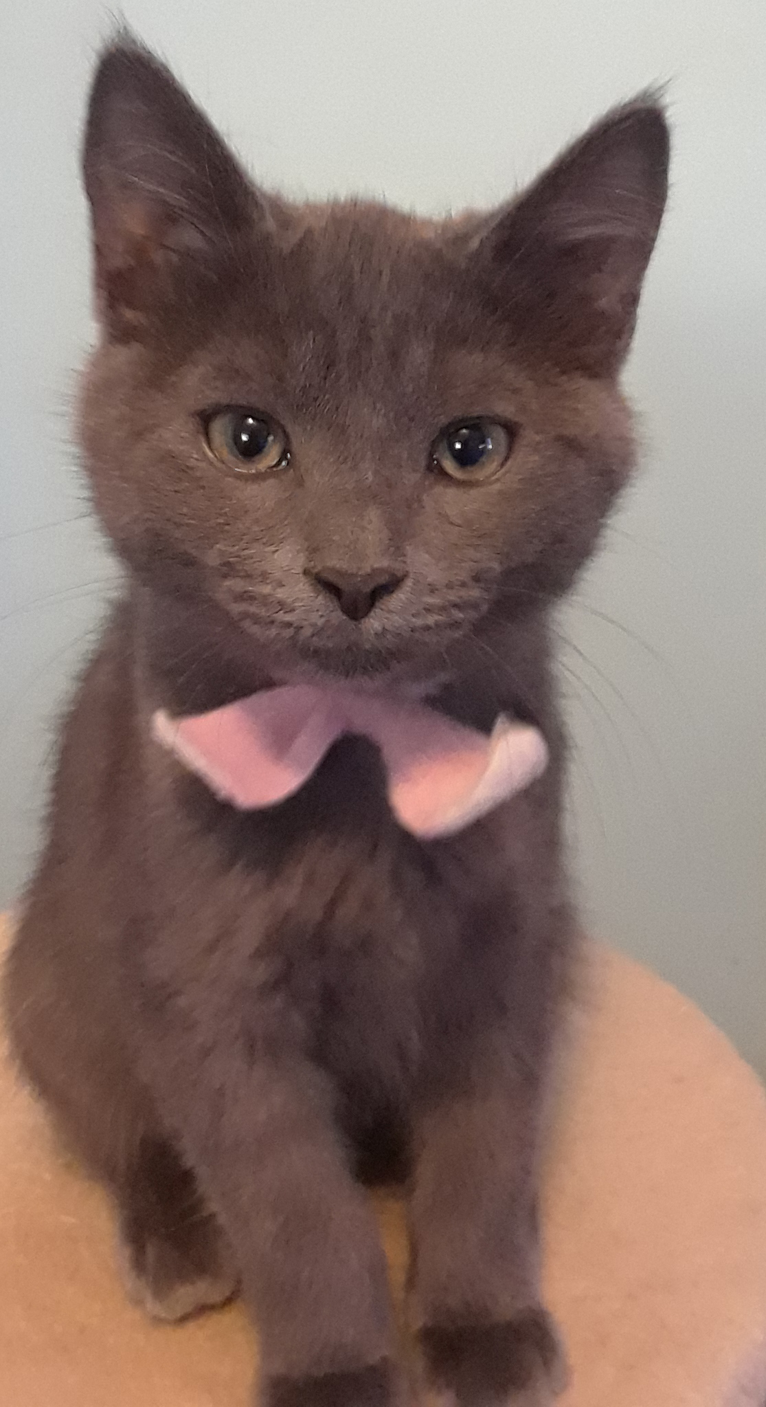 Cat for adoption Praline, a Russian Blue in Lake Oswego, OR Petfinder