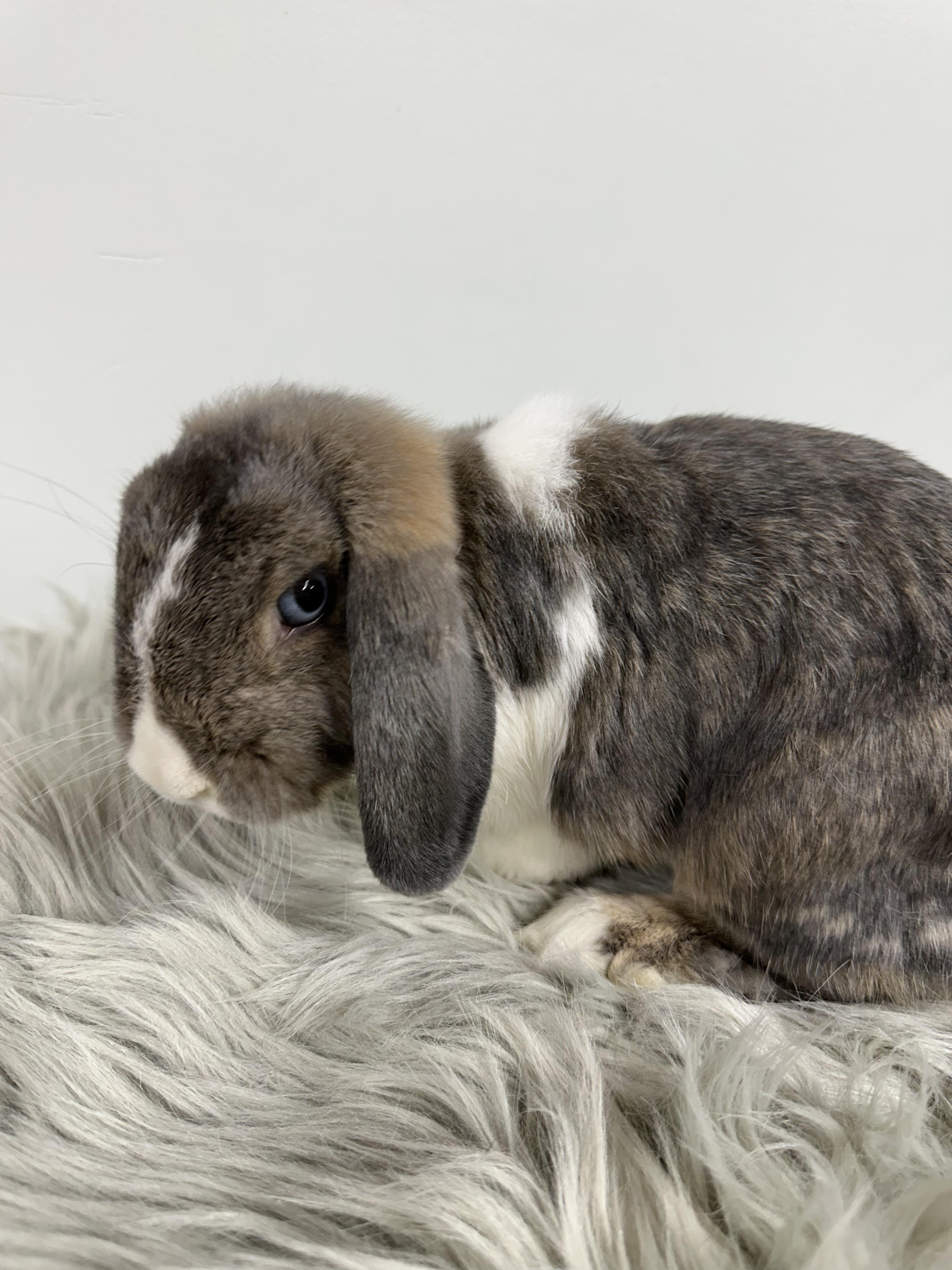 Enlarge Stormy, a Adopted Holland Lop in Columbia, SC image 1/4