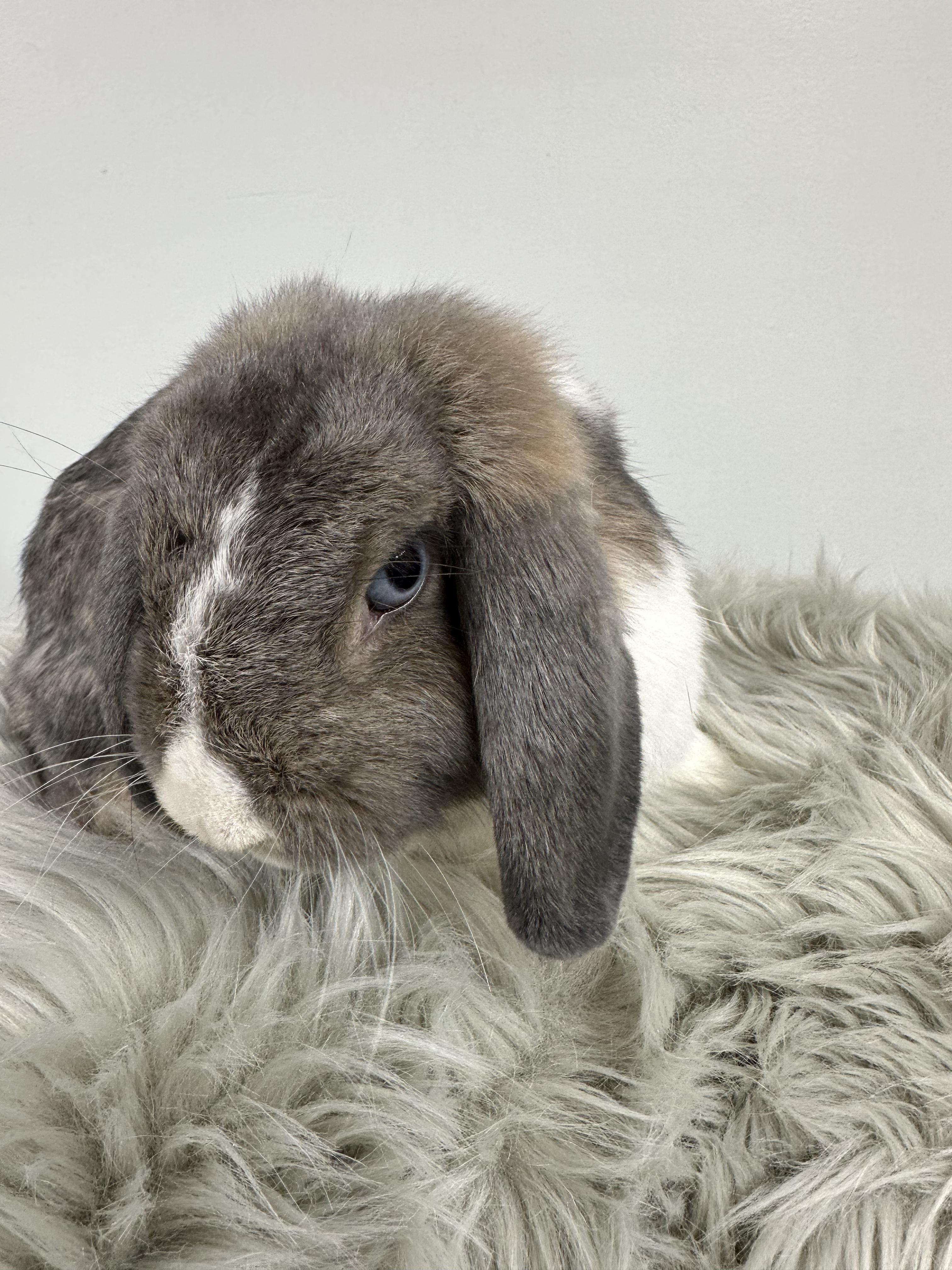 Enlarge Stormy, a Adopted Holland Lop in Columbia, SC image 4/4