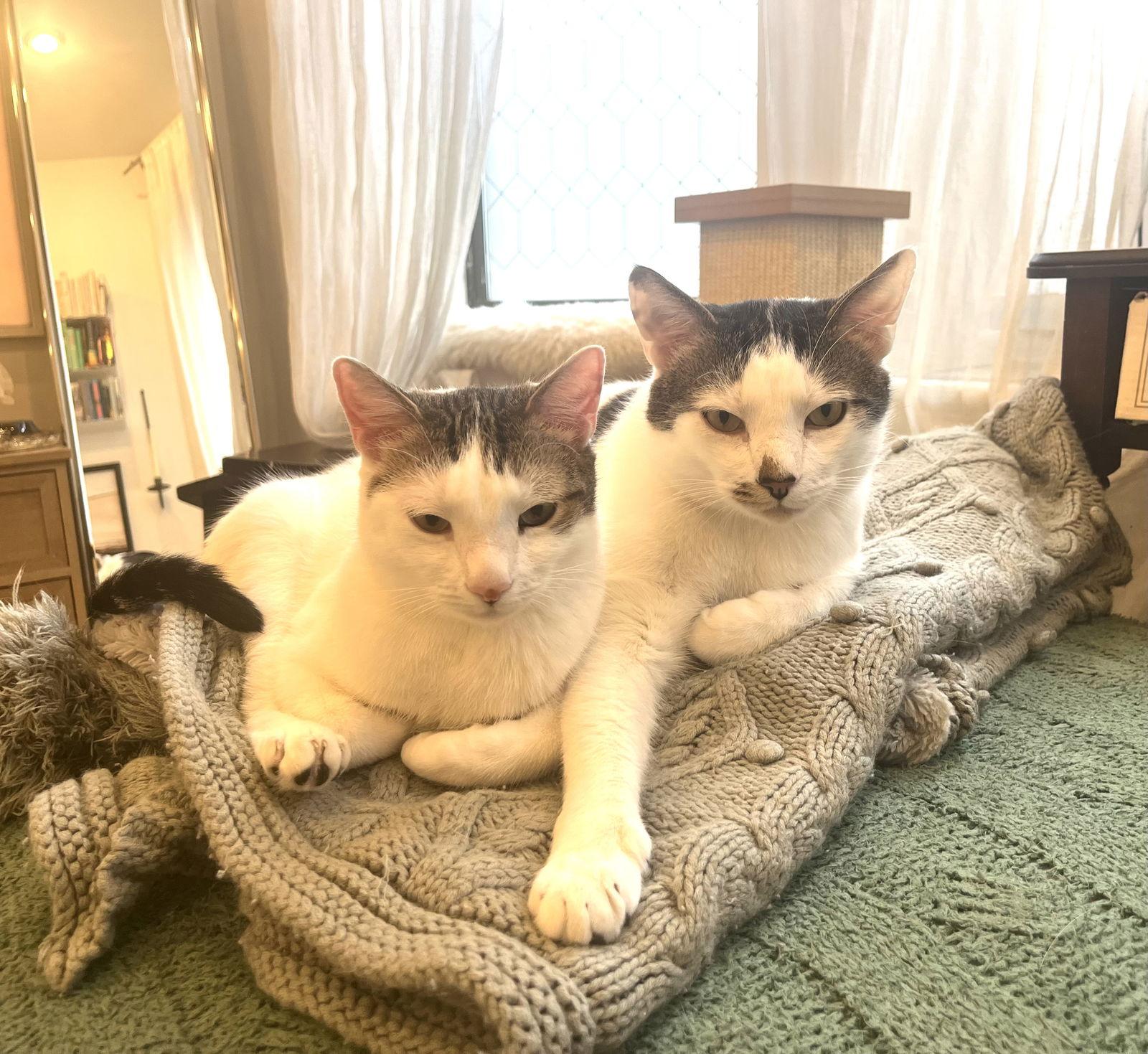Rusty and Poe, Adoptable, Adult Male Domestic Short Hair.