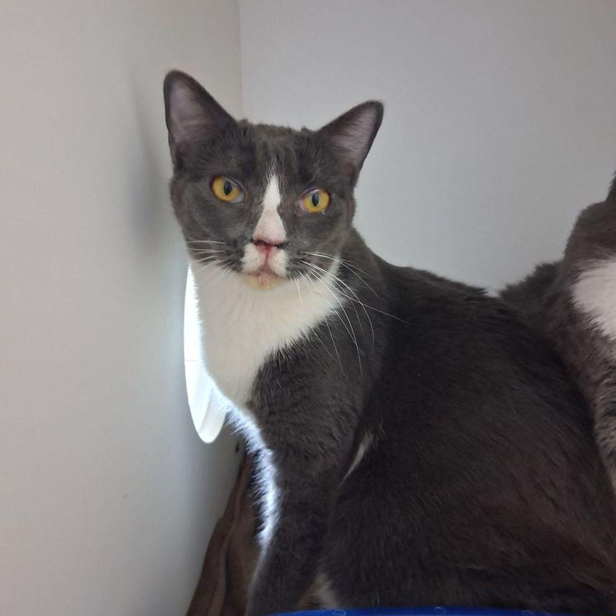 Enlarge Biscuit, a Adoptable Domestic Short Hair in Kingman, AZ image 1/1