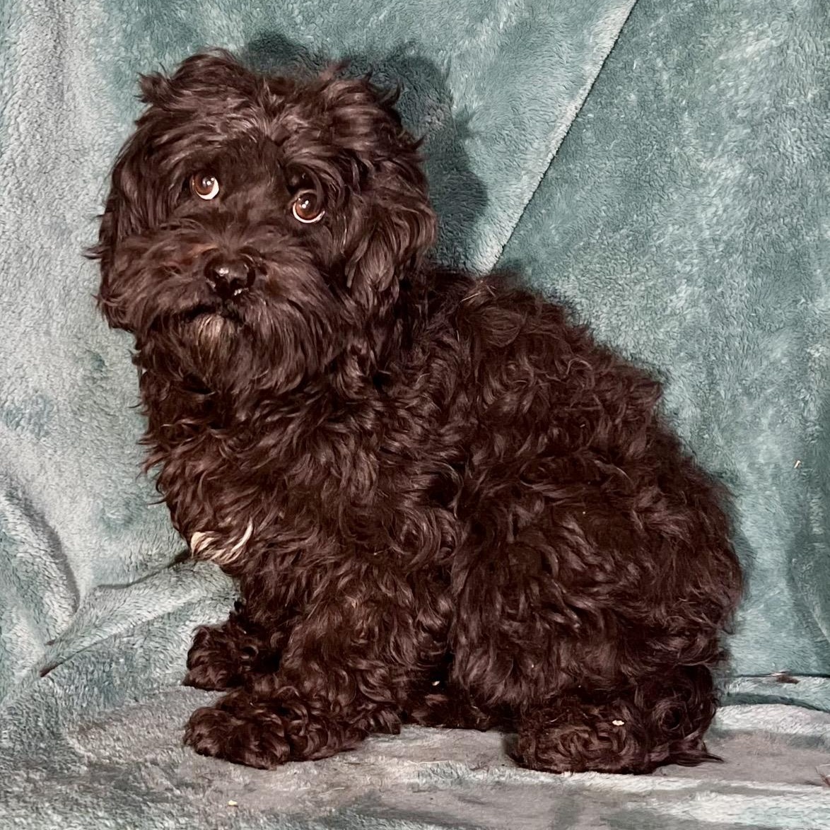 Layla , adopted, Adult Female Cockapoo.
