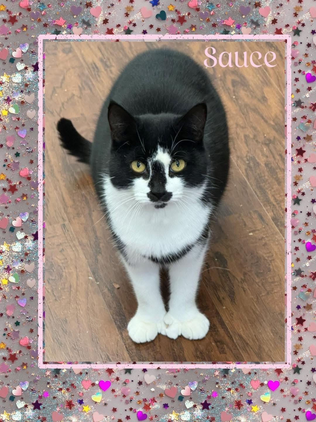Enlarge Sauce, a Adoptable Domestic Short Hair in Howes Cave, NY image 1/1
