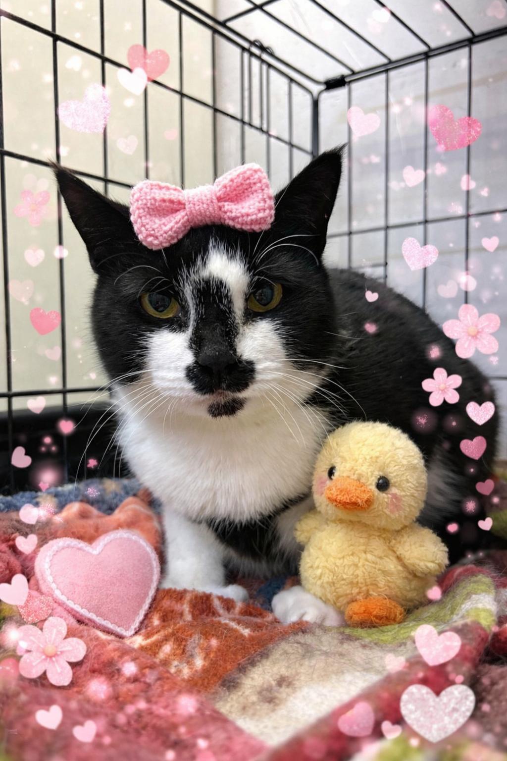 Enlarge Sauce, a Adoptable Domestic Short Hair in Howes Cave, NY image 1/2