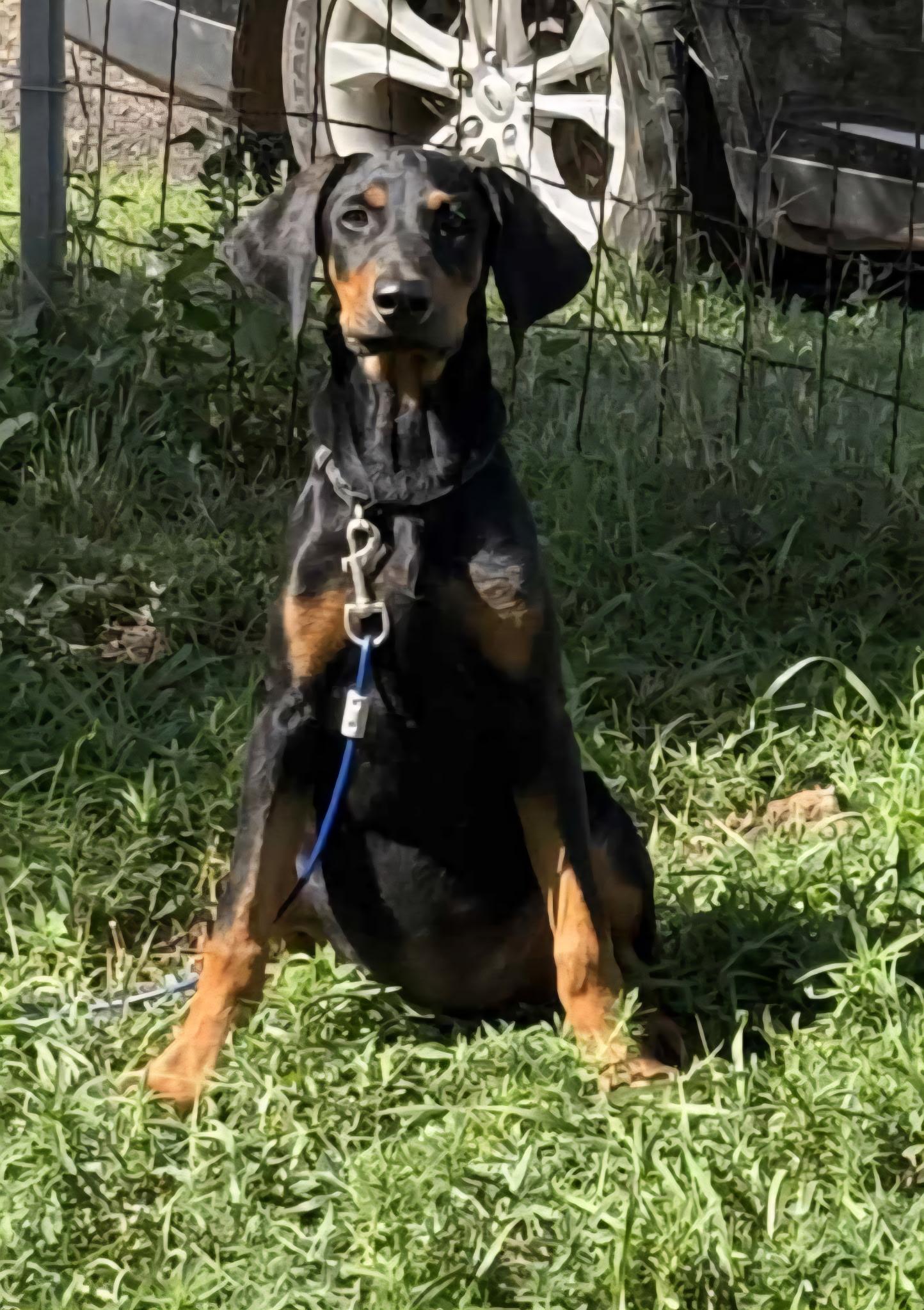 F-Scrappy, an adoptable Doberman Pinscher in Billings, MT, 59101 | Photo Image 2