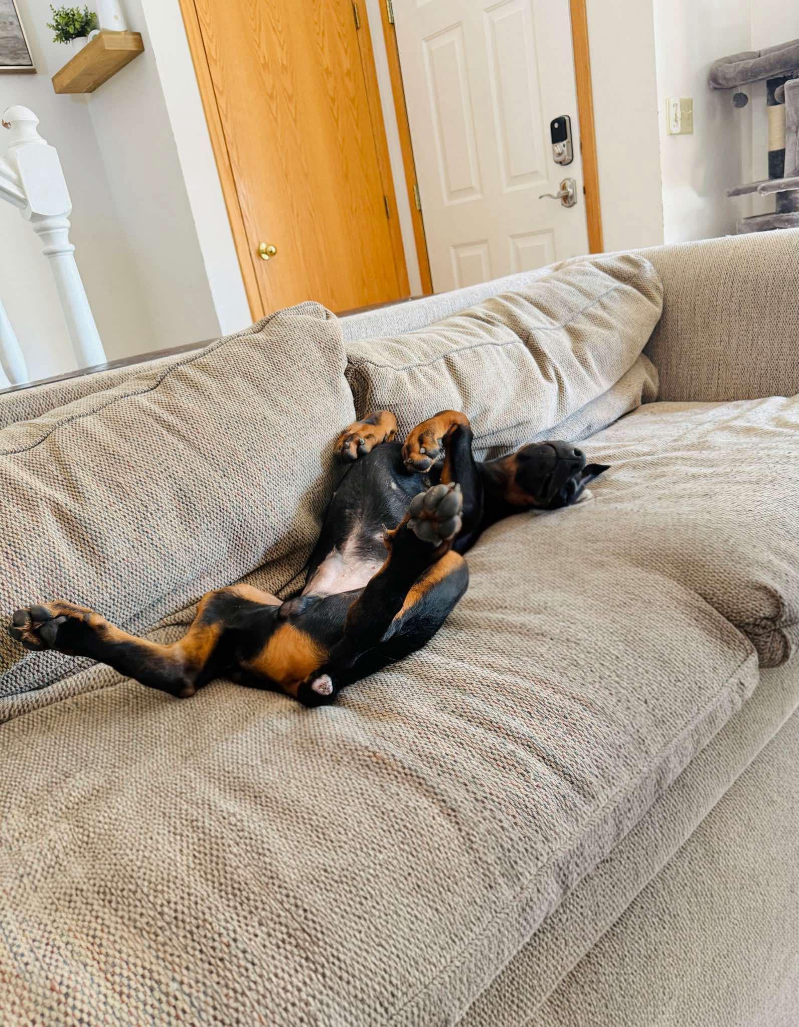 F-Scrappy, an adoptable Doberman Pinscher in Billings, MT, 59101 | Photo Image 3