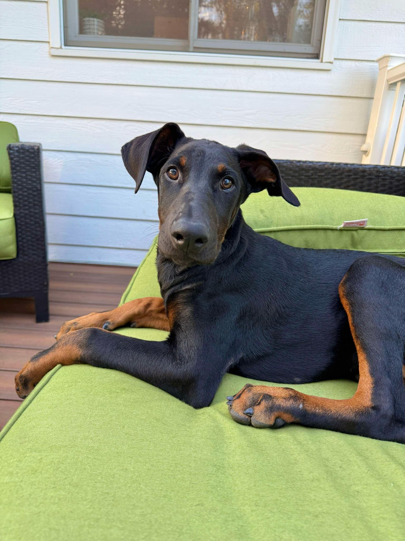 F-Scrappy, an adoptable Doberman Pinscher in Billings, MT, 59101 | Photo Image 1
