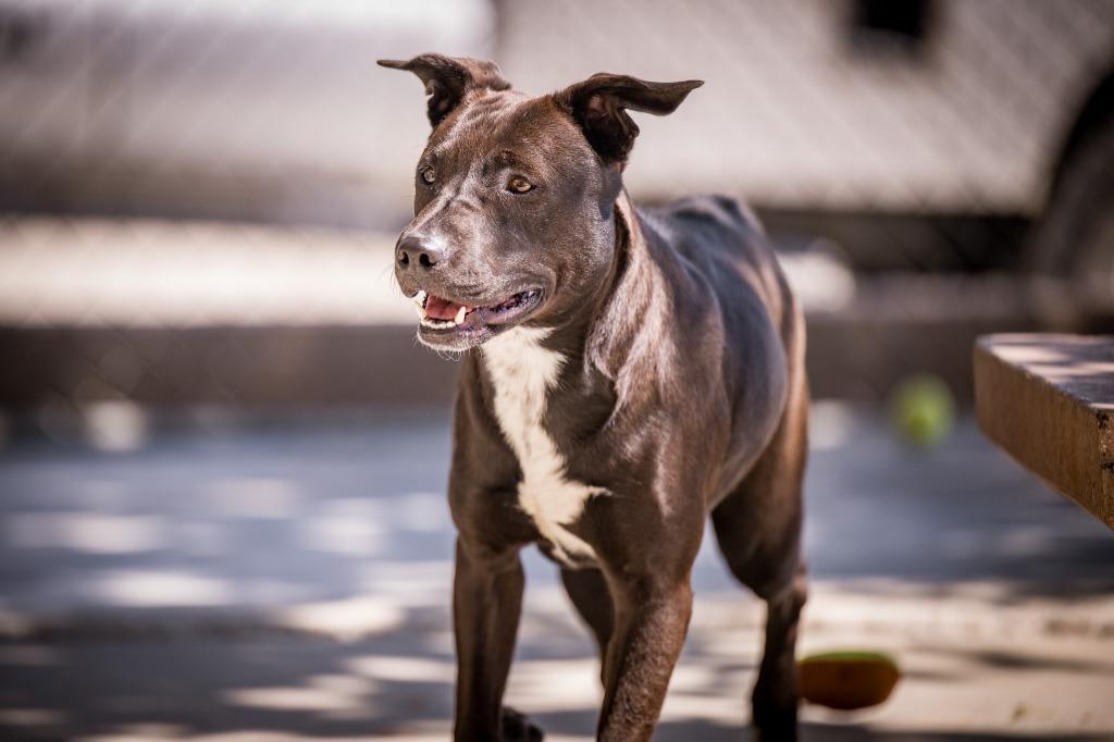 Frost, Adoptable, Young Female Pit Bull Terrier & Australian Cattle Dog / Blue Heeler.