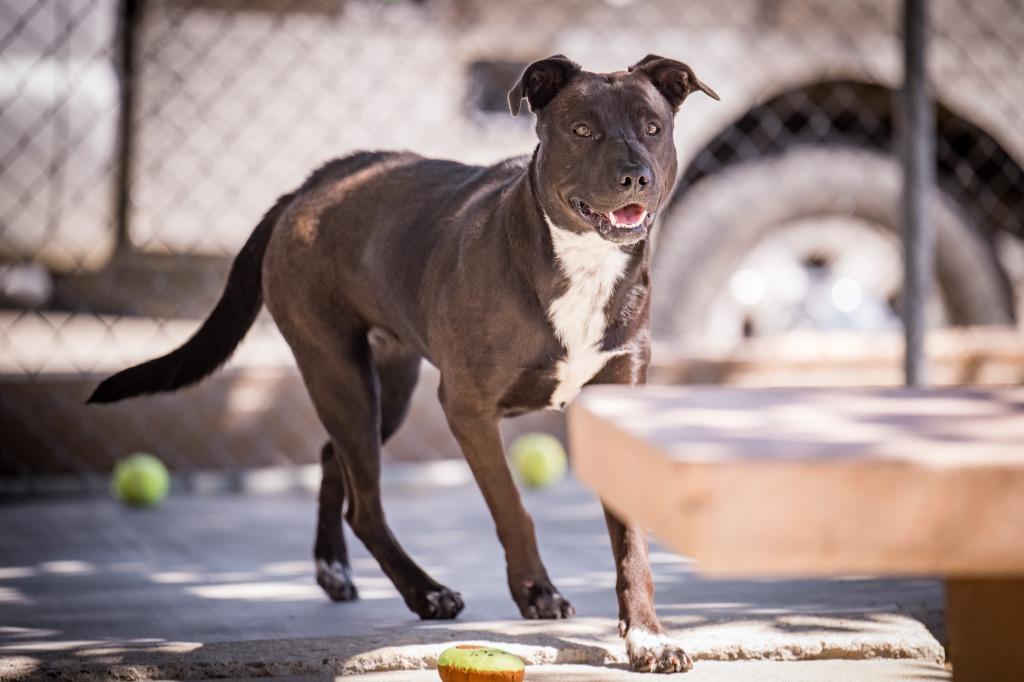 Frost, a Adoptable mixed breed in Twentynine Palms, CA image 2/6