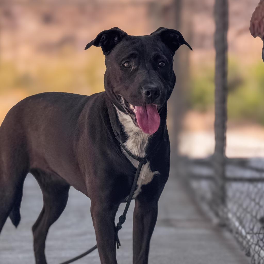 Frost, a Adoptable mixed breed in Twentynine Palms, CA image 3/6
