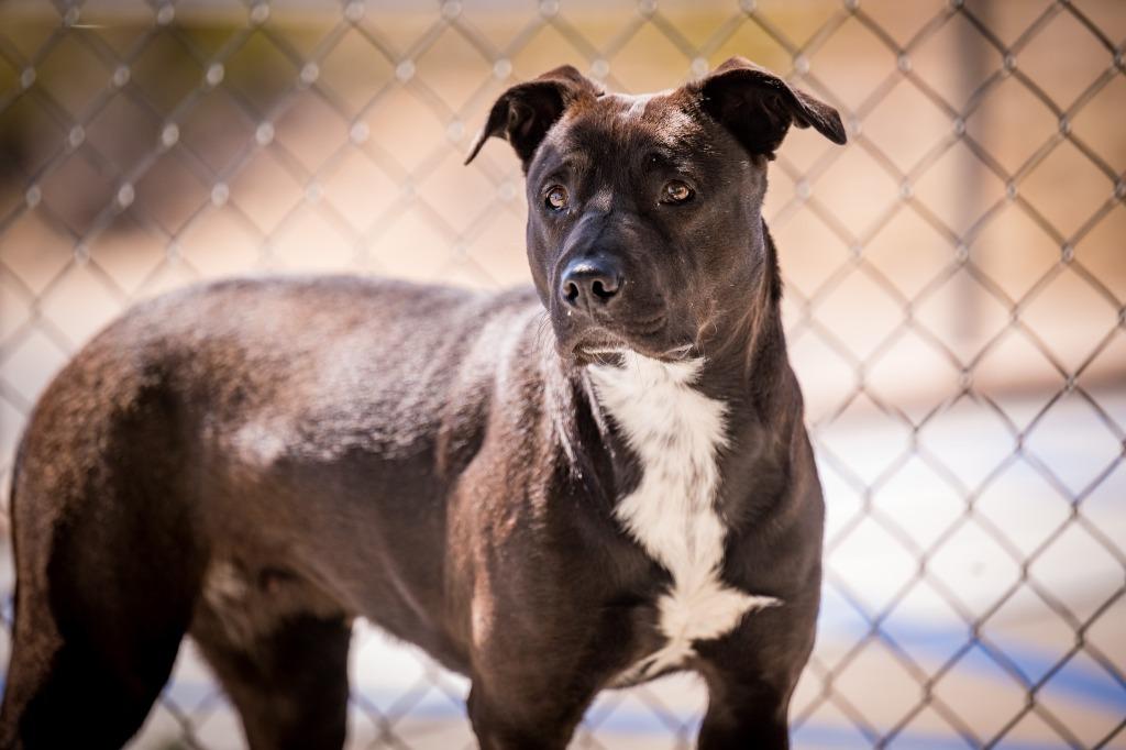 Frost, a Adoptable mixed breed in Twentynine Palms, CA image 4/6