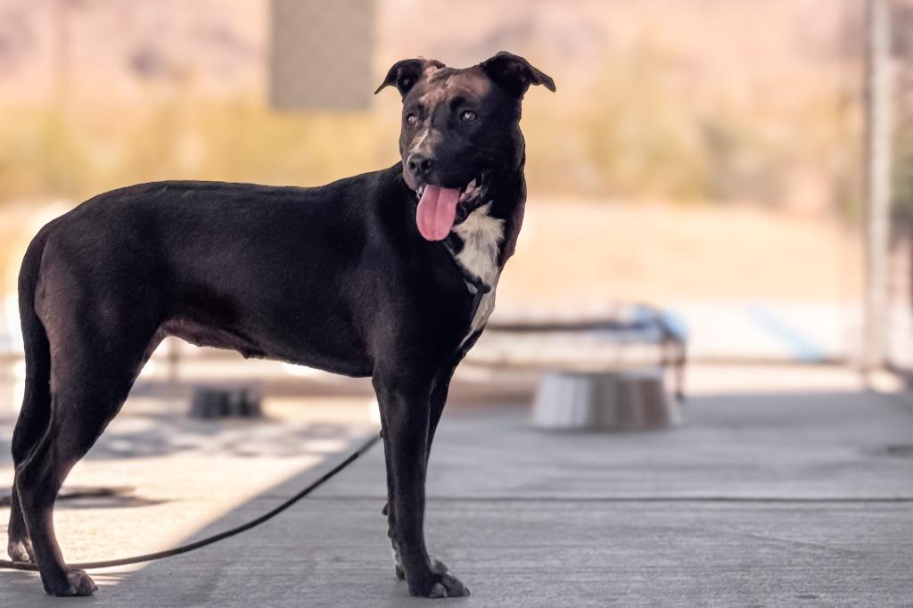 Frost, a Adoptable mixed breed in Twentynine Palms, CA image 5/6