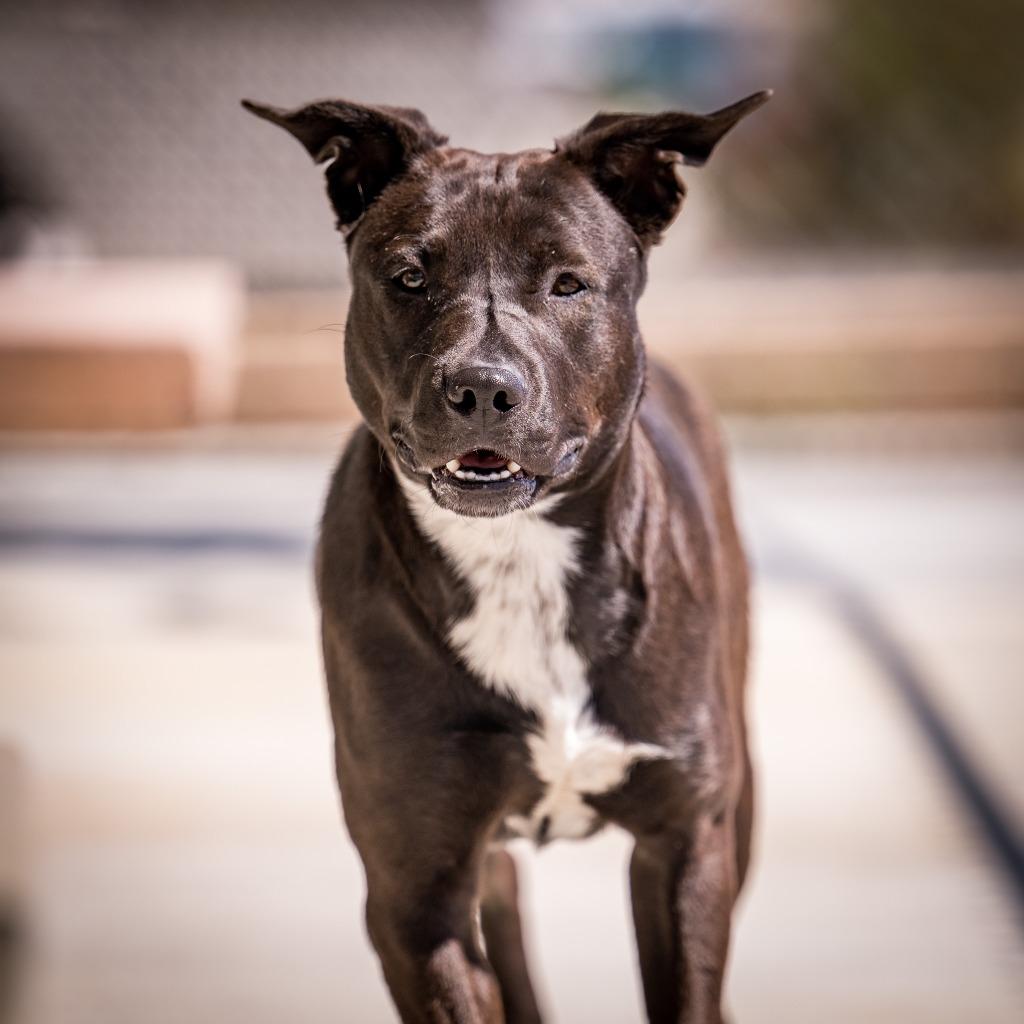 Frost, a Adoptable mixed breed in Twentynine Palms, CA image 6/6