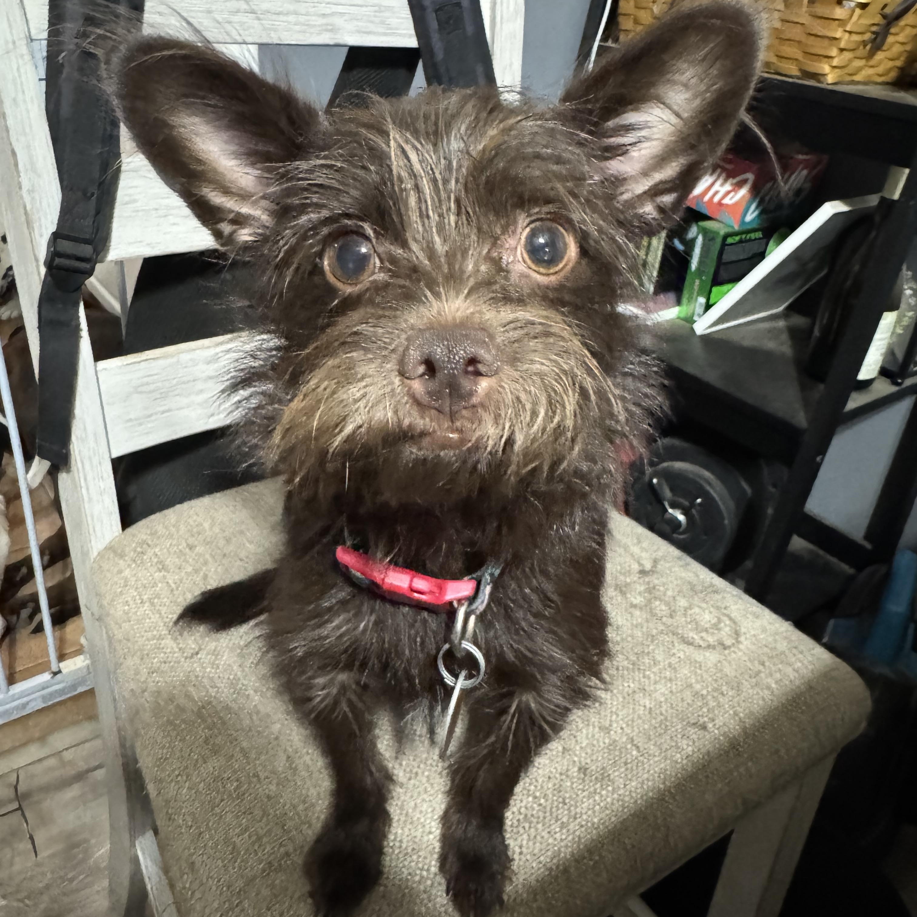 Enlarge Buddy sweet little guy, a Adoptable mixed breed in RUSSIAVILLE, IN image 2/6